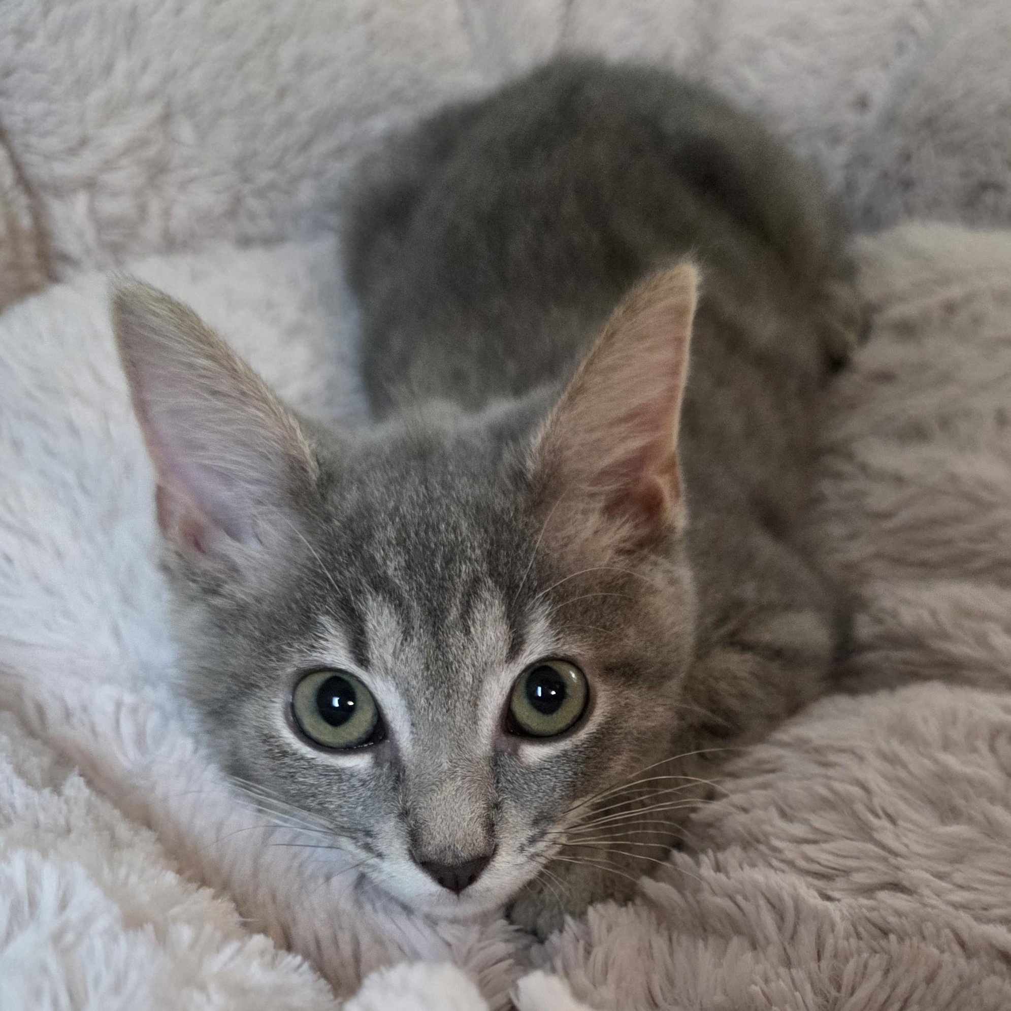 Enlarge Sapphire, a Adoptable mixed breed in Greensboro, NC image 3/6