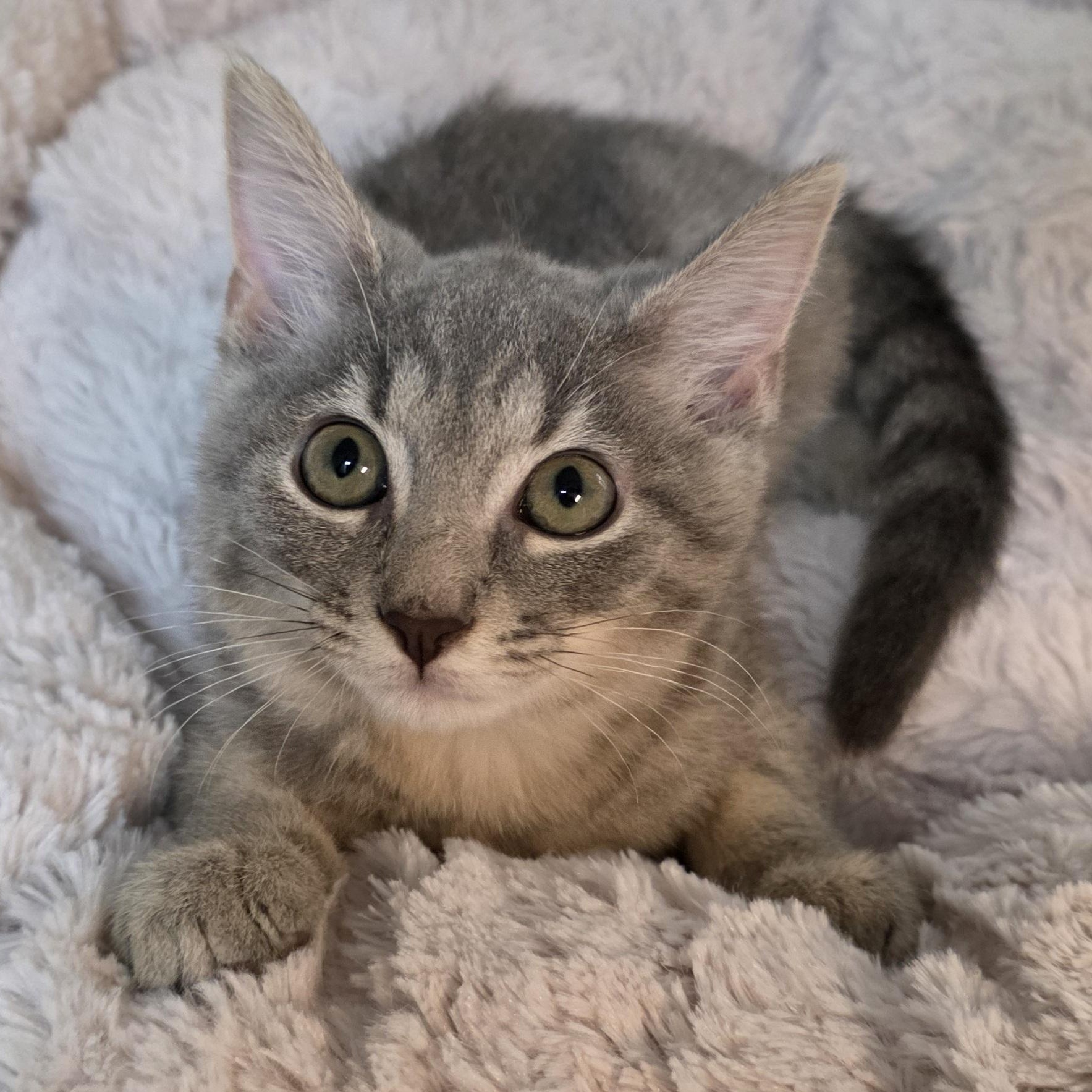 Enlarge Sapphire, a Adoptable mixed breed in Greensboro, NC image 1/6