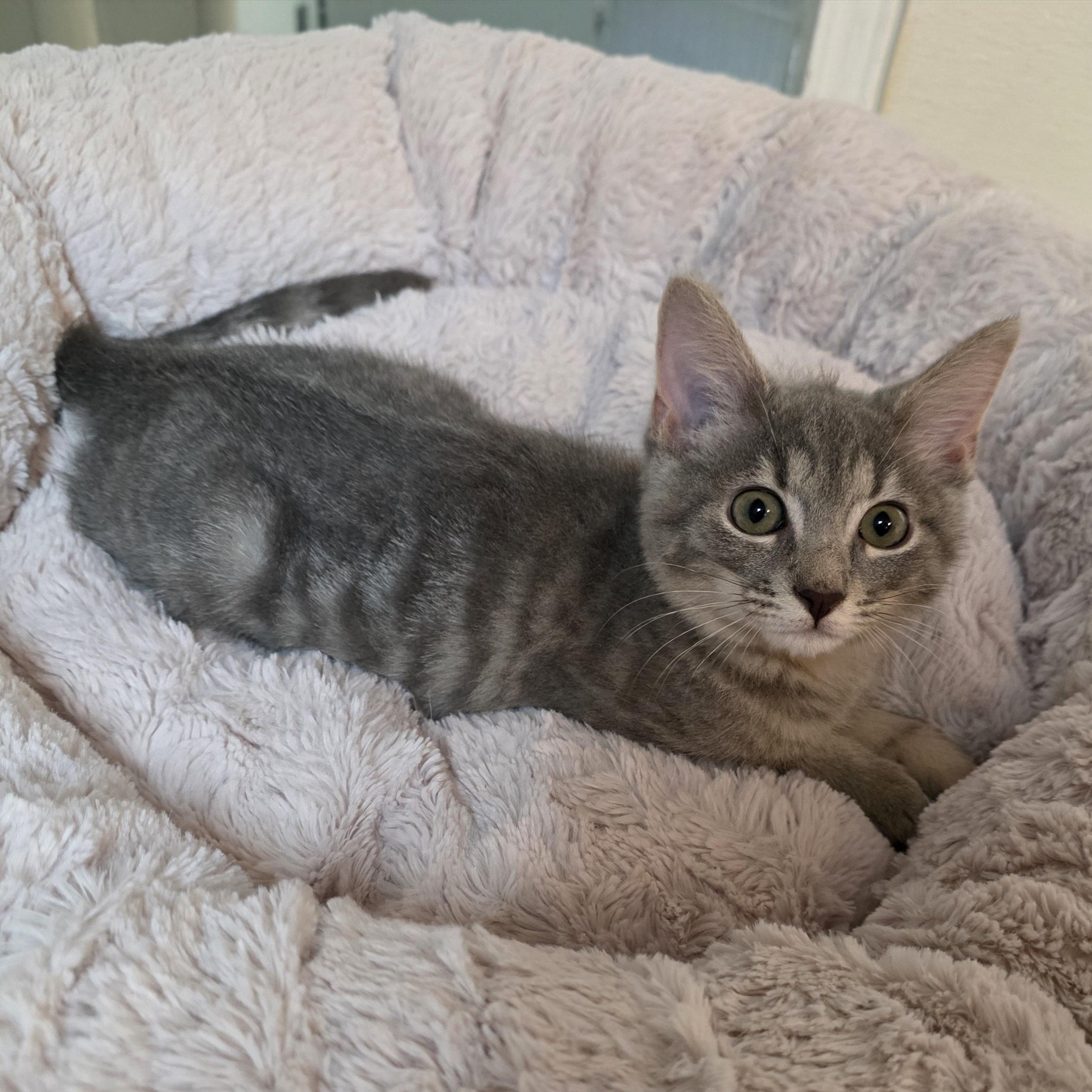 Enlarge Sapphire, a Adoptable mixed breed in Greensboro, NC image 6/6