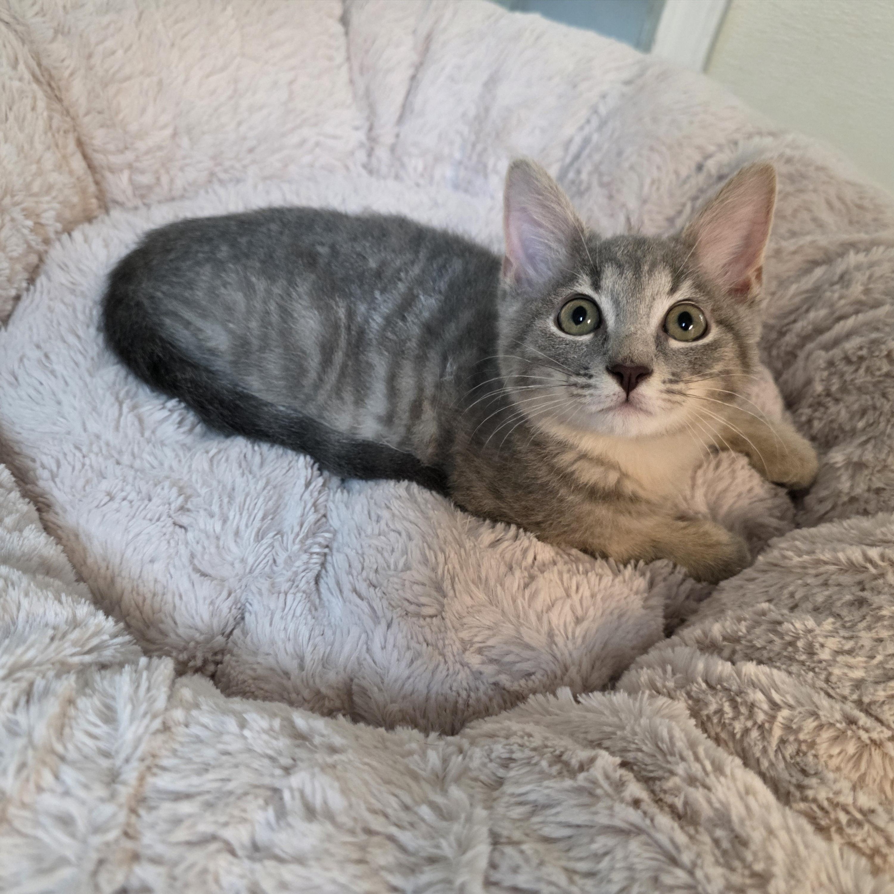 Enlarge Sapphire, a Adoptable mixed breed in Greensboro, NC image 2/6