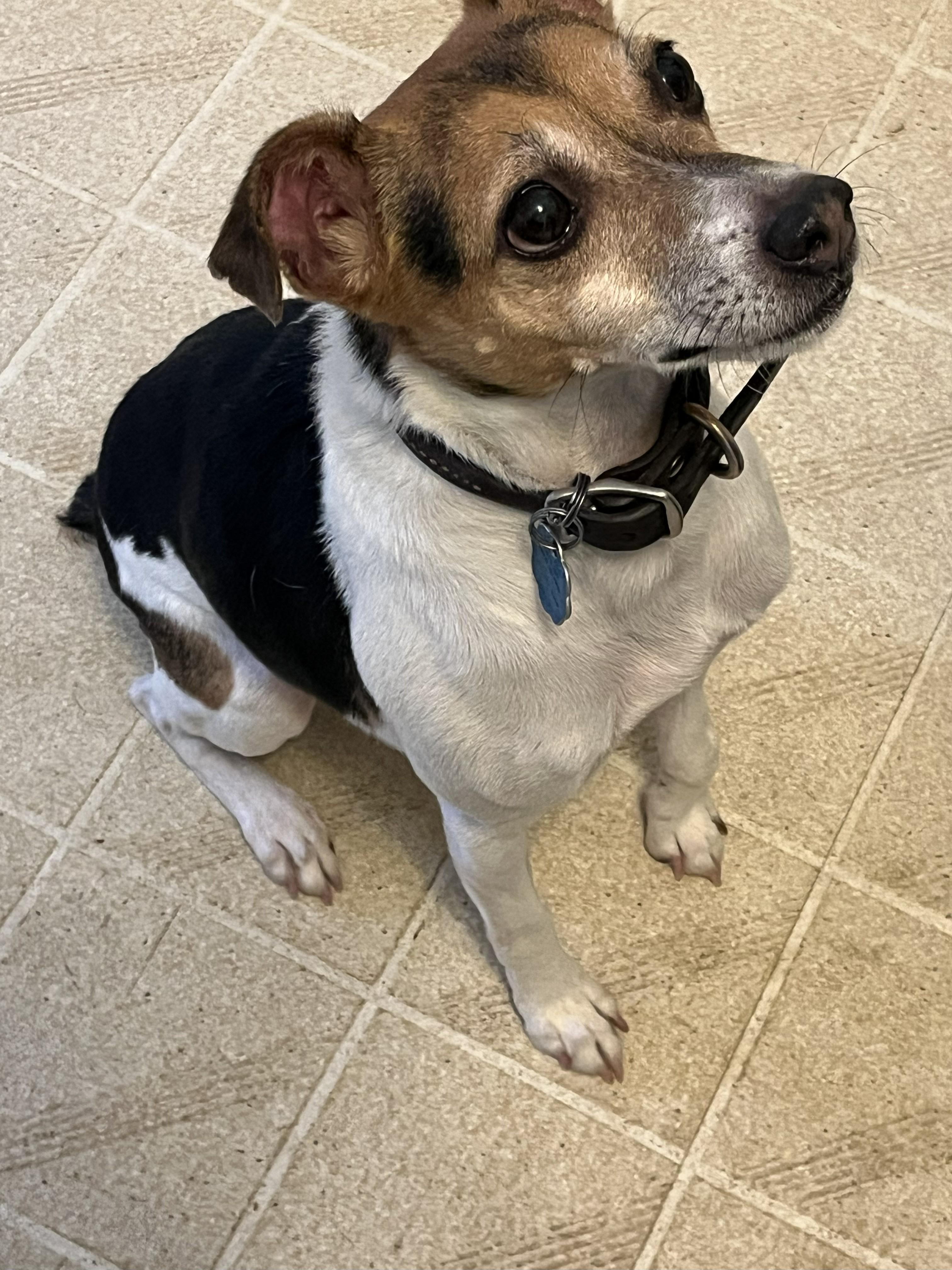 Enlarge  DEUCE  (COURTESY POST FOR OWNER), a ADOPTABLE Jack Russell Terrier in Rossford, OH image 2/2