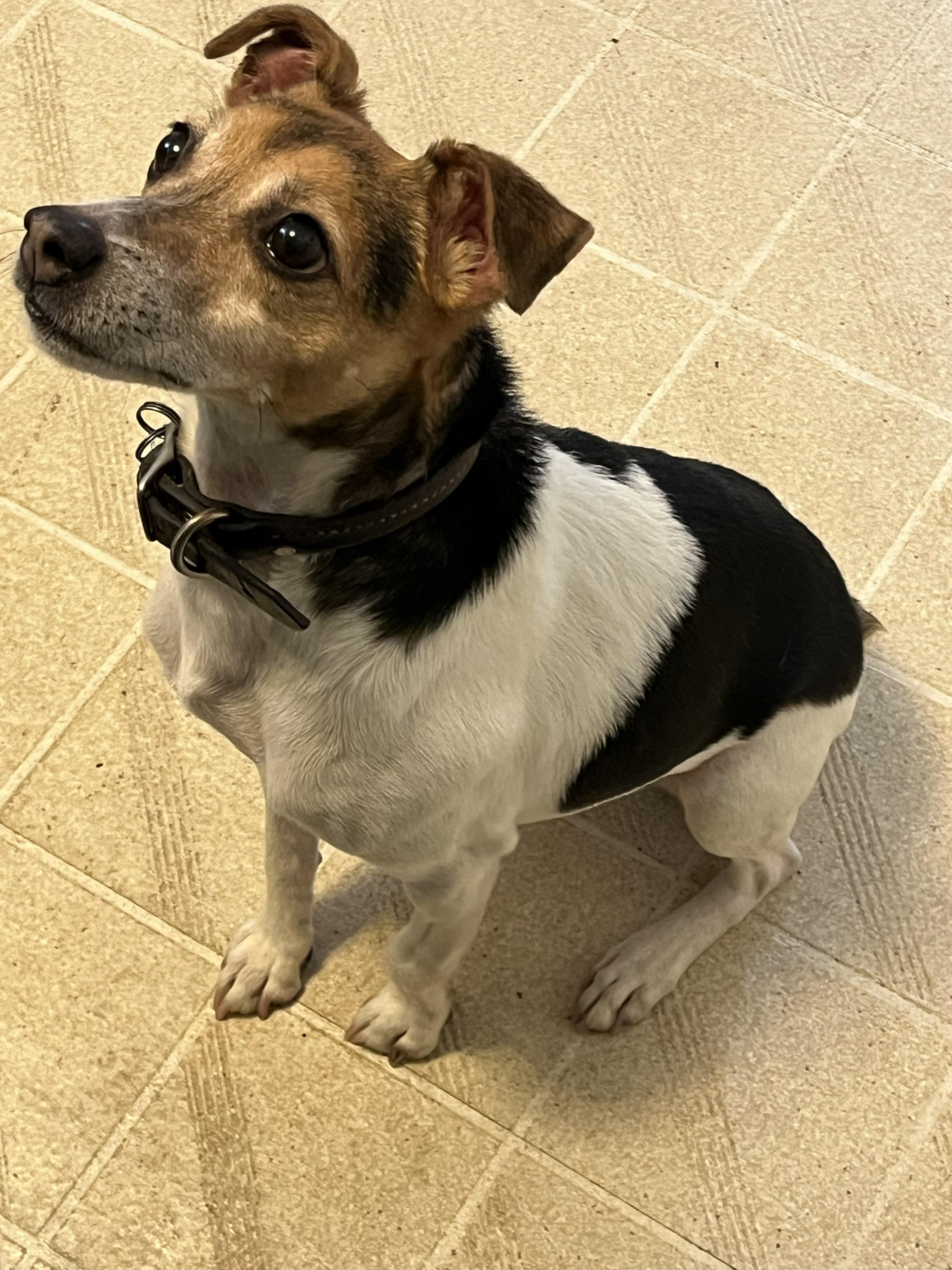 Enlarge  DEUCE  (COURTESY POST FOR OWNER), a ADOPTABLE Jack Russell Terrier in Rossford, OH image 1/2