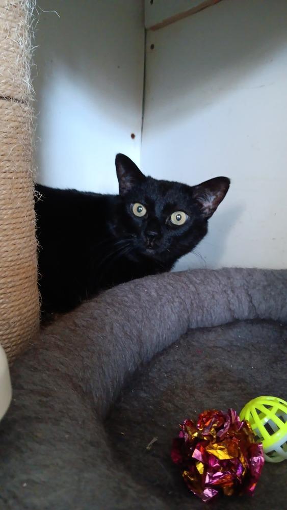 Enlarge Kitty, a Adoptable Domestic Short Hair in Skippack, PA image 1/1
