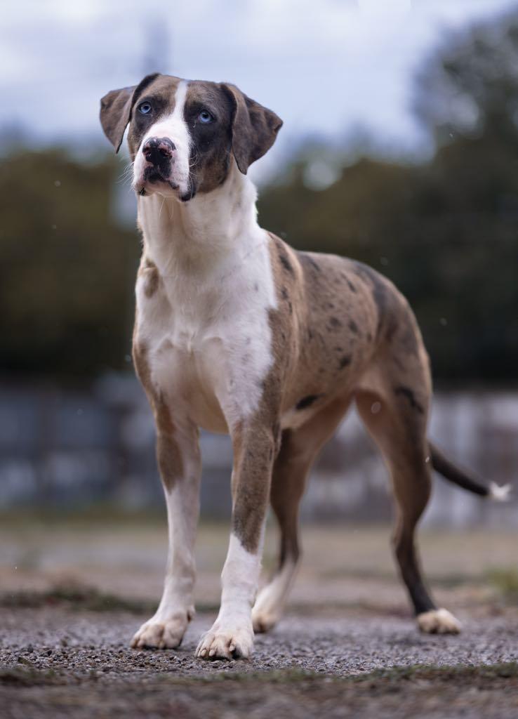 Geni, Adoptable, Adult Female Catahoula Leopard Dog.
