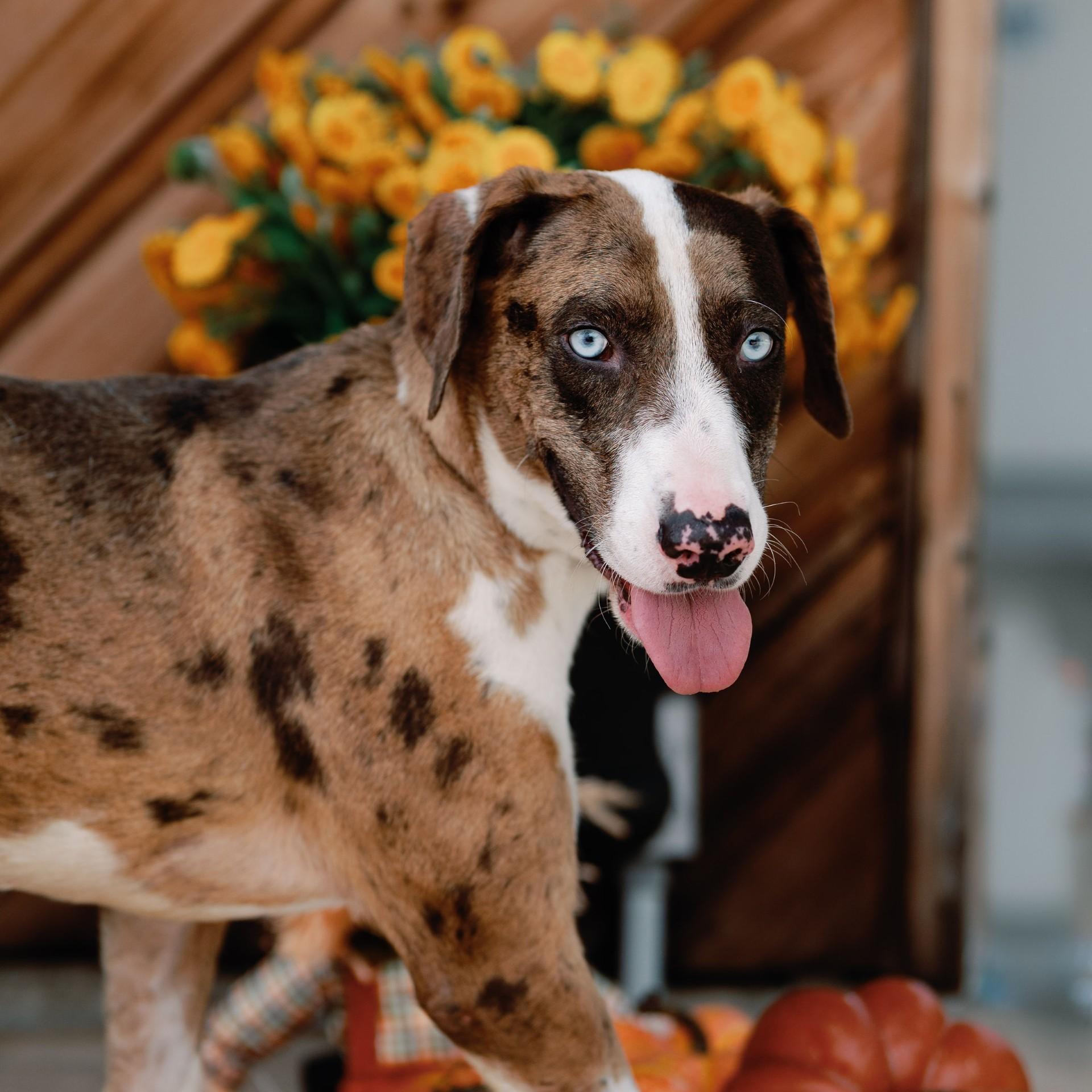 Enlarge Geni, a Adoptable mixed breed in Clinton, CT image 3/4