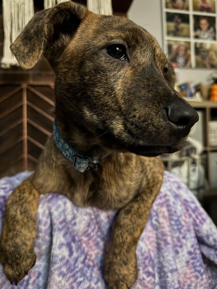Lory , ADOPTABLE, Puppy Female Plott Hound.