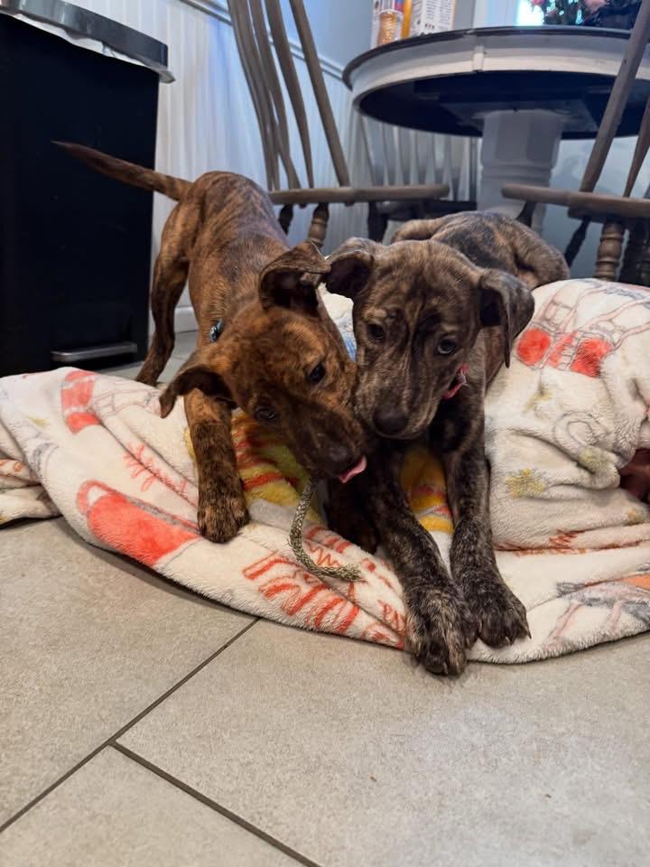 Lory , a ADOPTABLE mixed breed in Akron, NY image 2/5