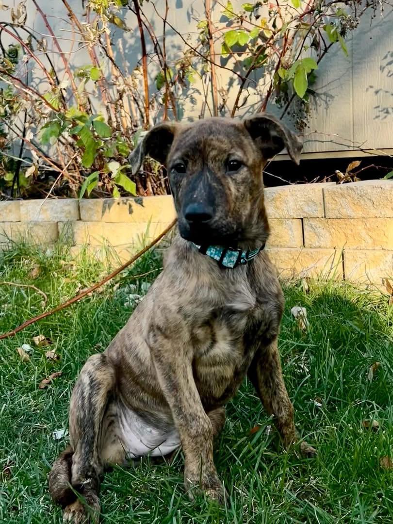 Lory , a ADOPTABLE mixed breed in Akron, NY image 3/5