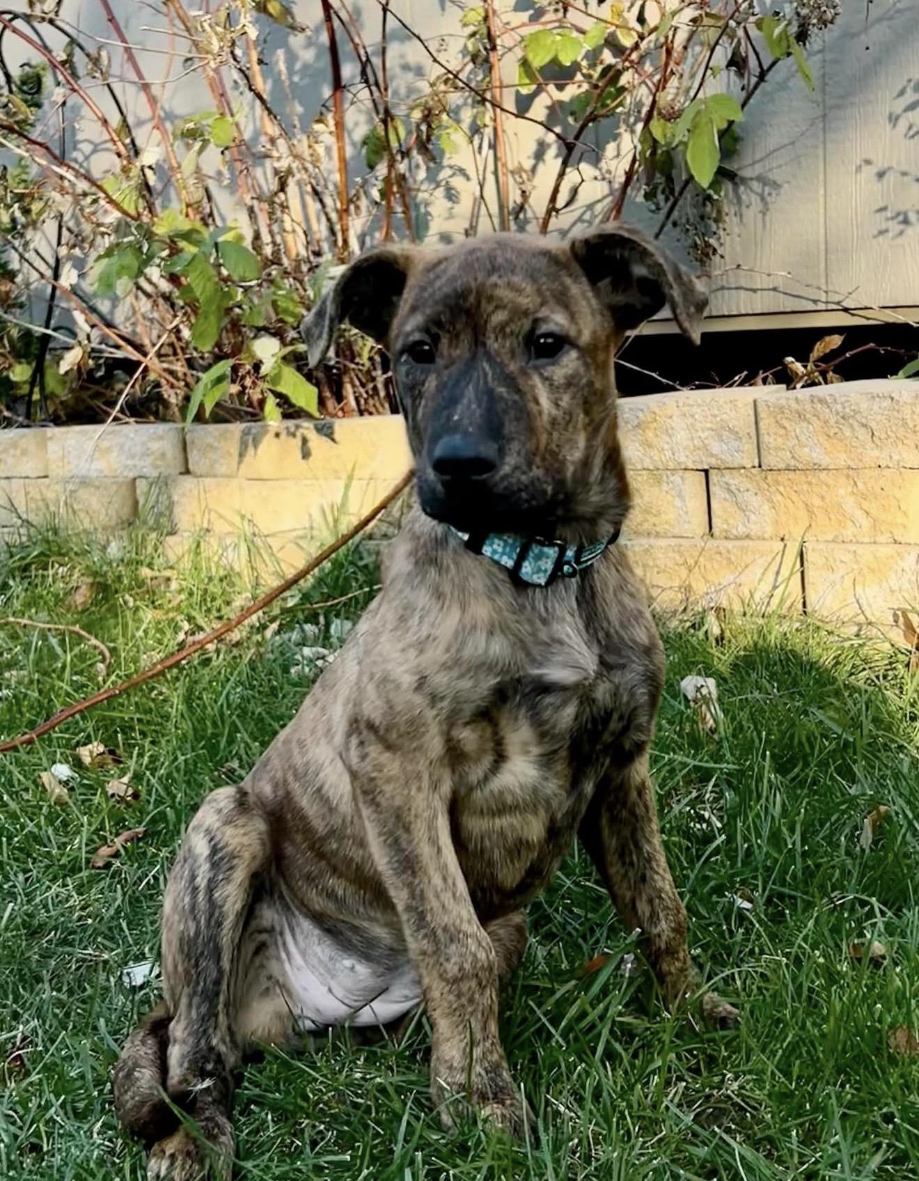 Lory , a ADOPTABLE mixed breed in Akron, NY image 4/5