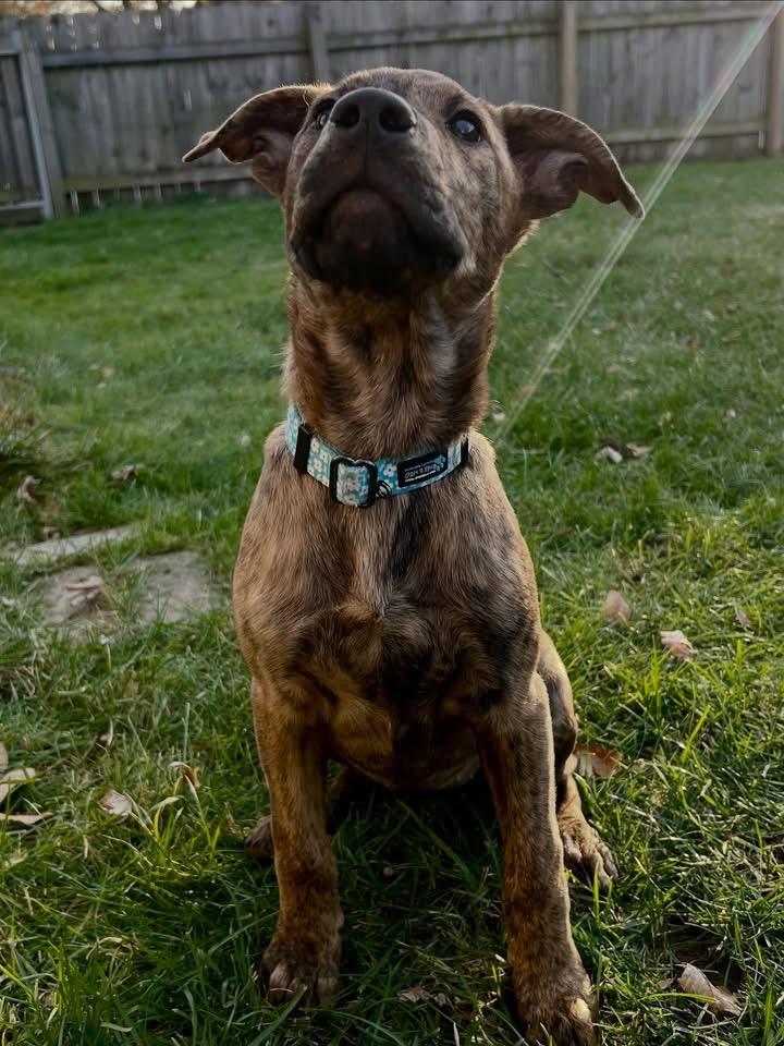 Lory , a ADOPTABLE mixed breed in Akron, NY image 5/5