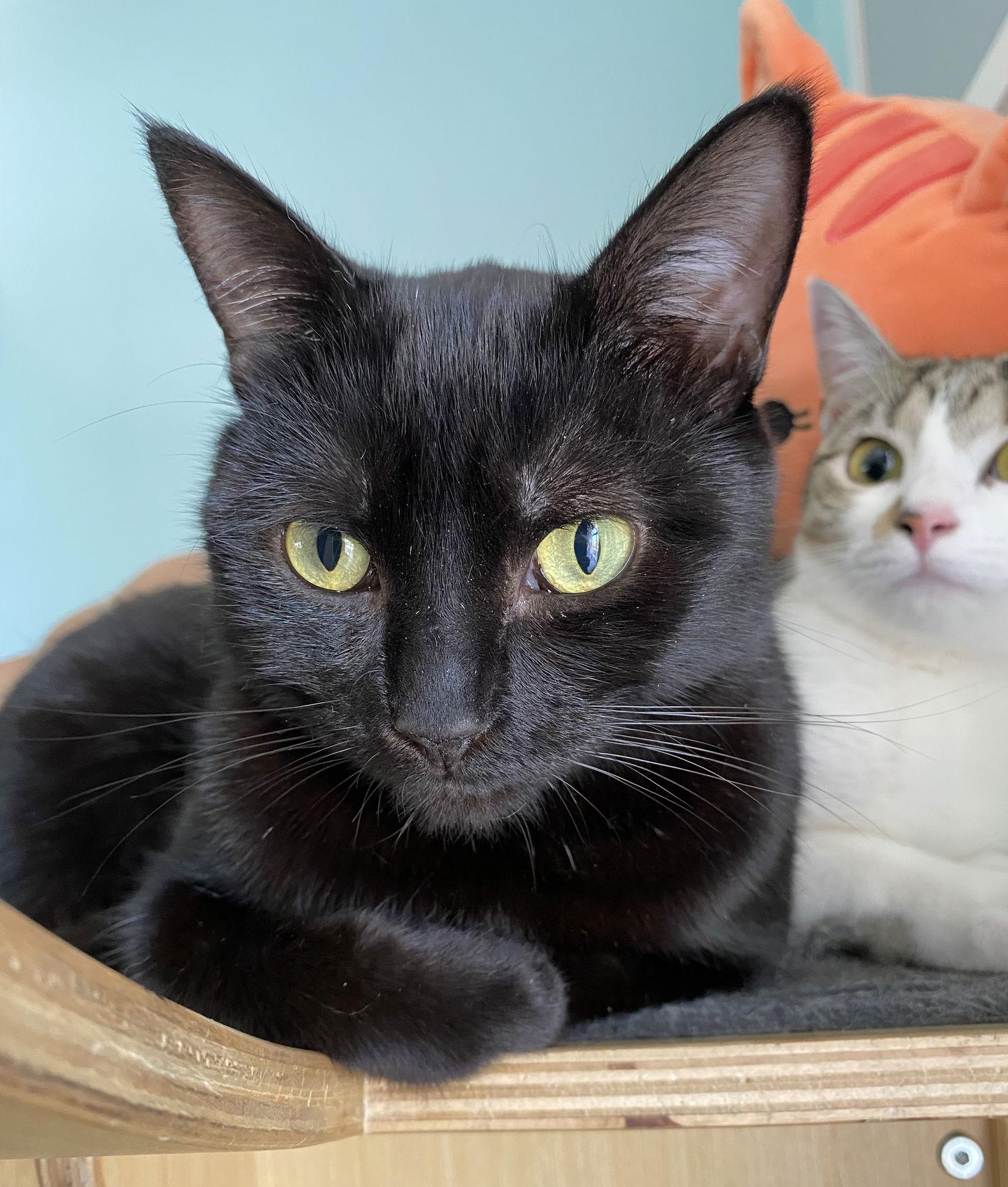 Enlarge Sunny, a Adopted Domestic Short Hair in Lighthouse Point, FL image 1/3