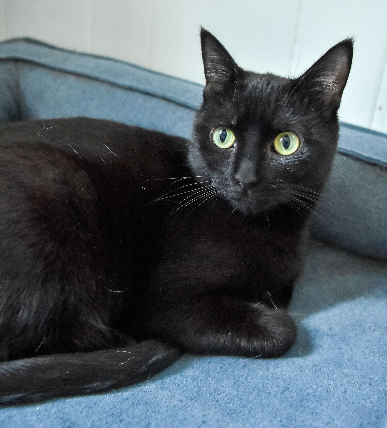 Enlarge Sunny, a Adopted Domestic Short Hair in Lighthouse Point, FL image 2/3