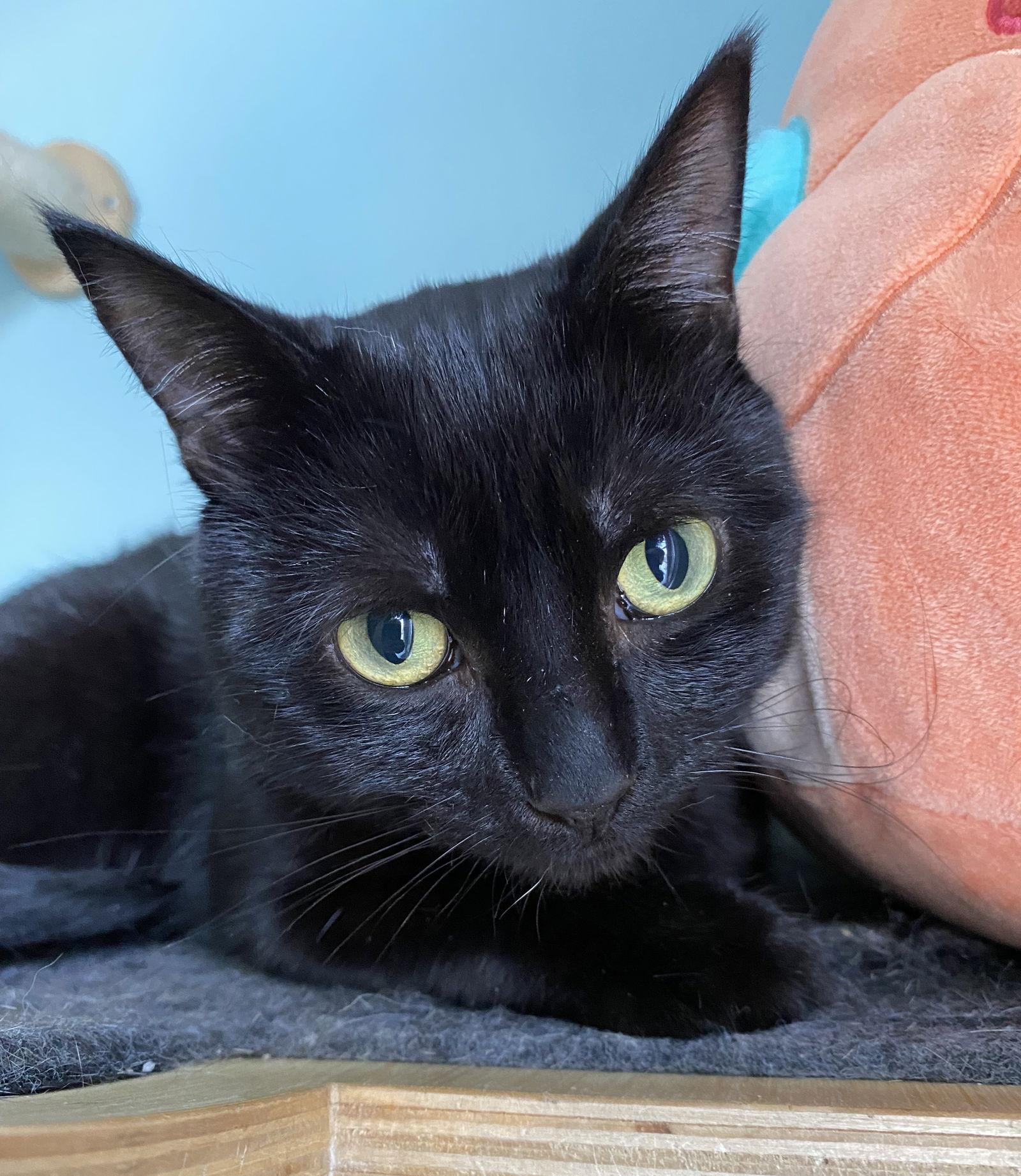 Enlarge Sunny, a Adopted Domestic Short Hair in Lighthouse Point, FL image 3/3