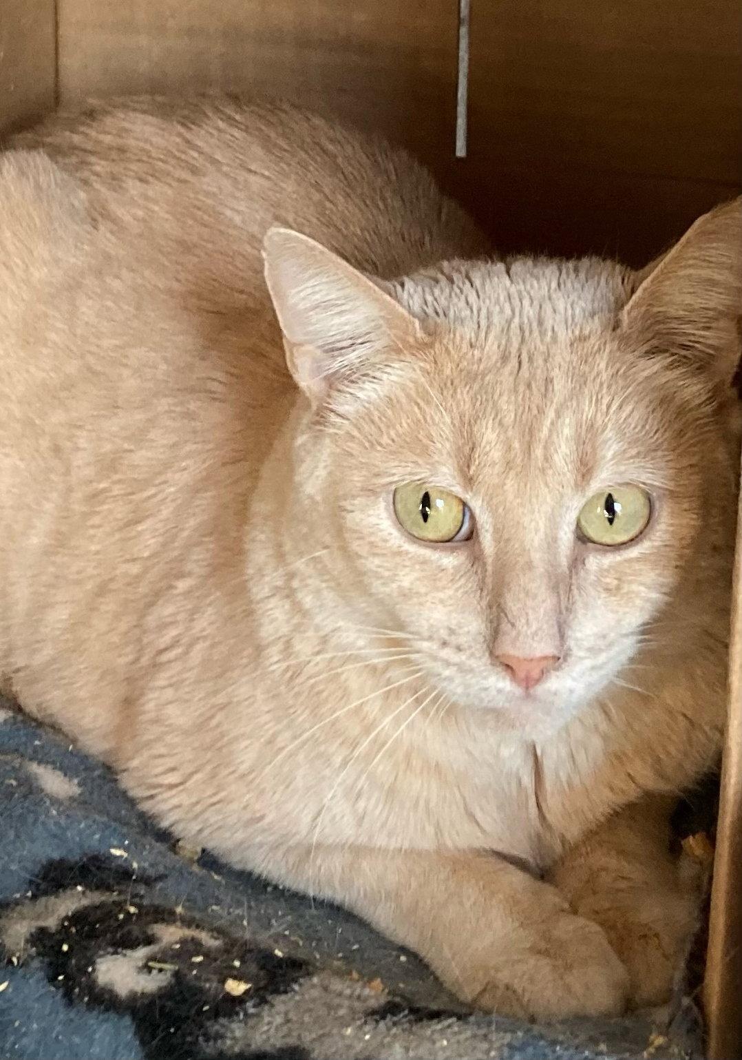 Salmon, Adoptable, Adult Male Domestic Short Hair.