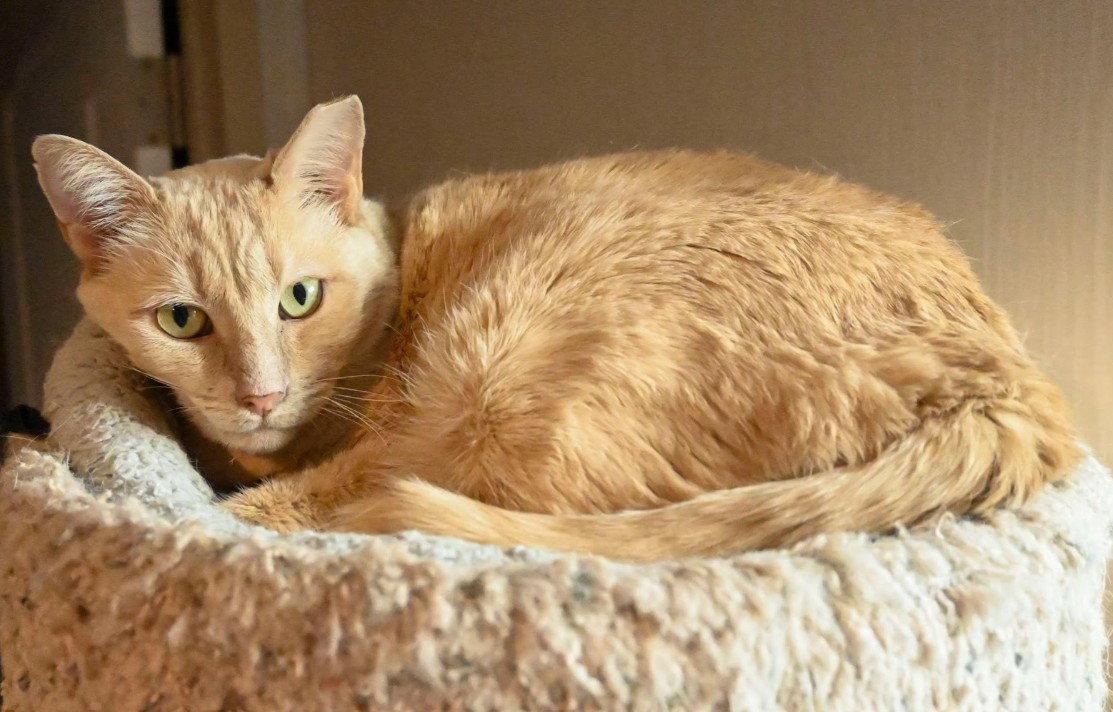 Salmon, a Adoptable Domestic Short Hair in Hampstead, NC image 2/2