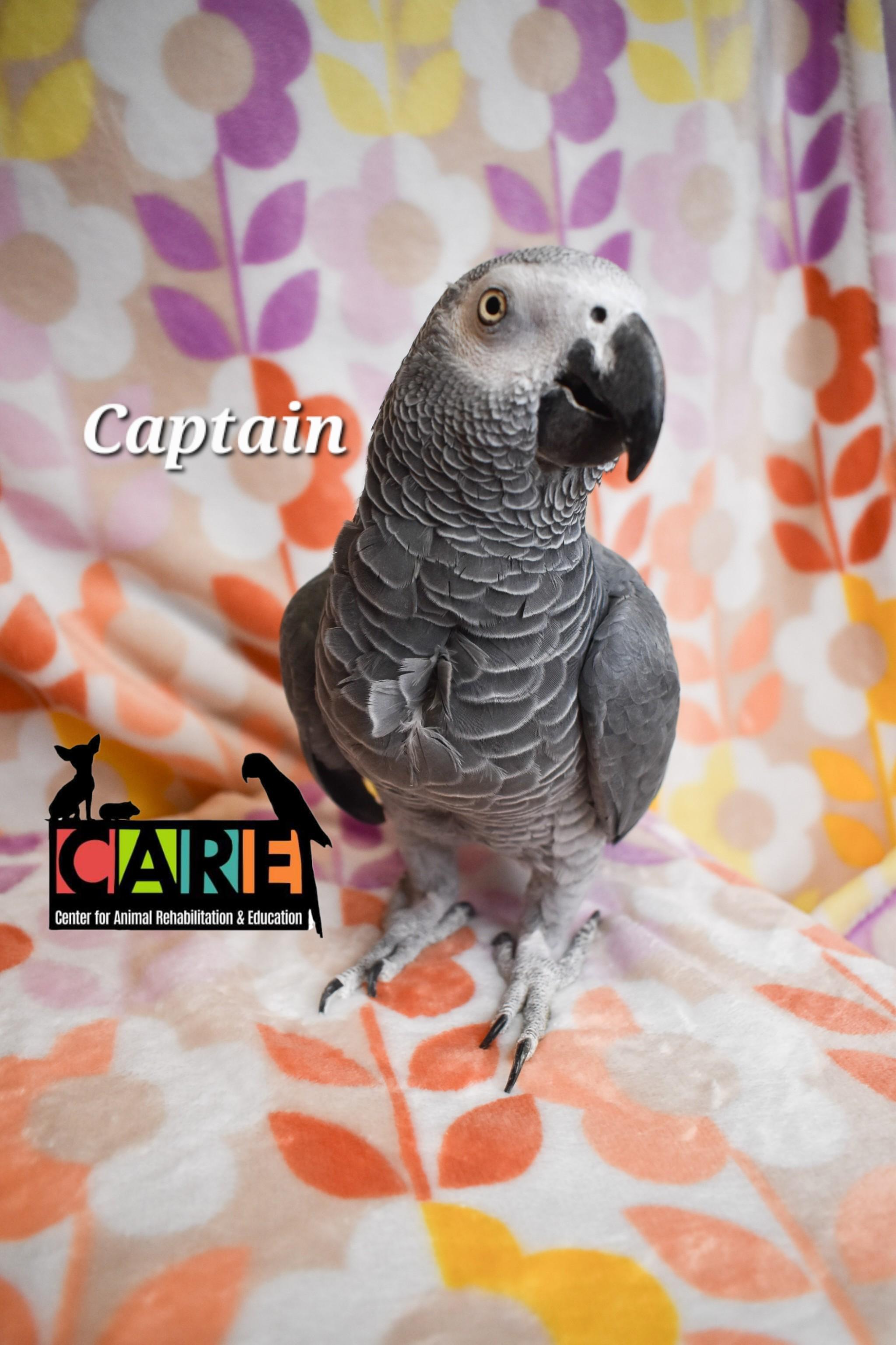 Enlarge Captain, a Adoptable African Grey in Waukesha, WI image 3/4