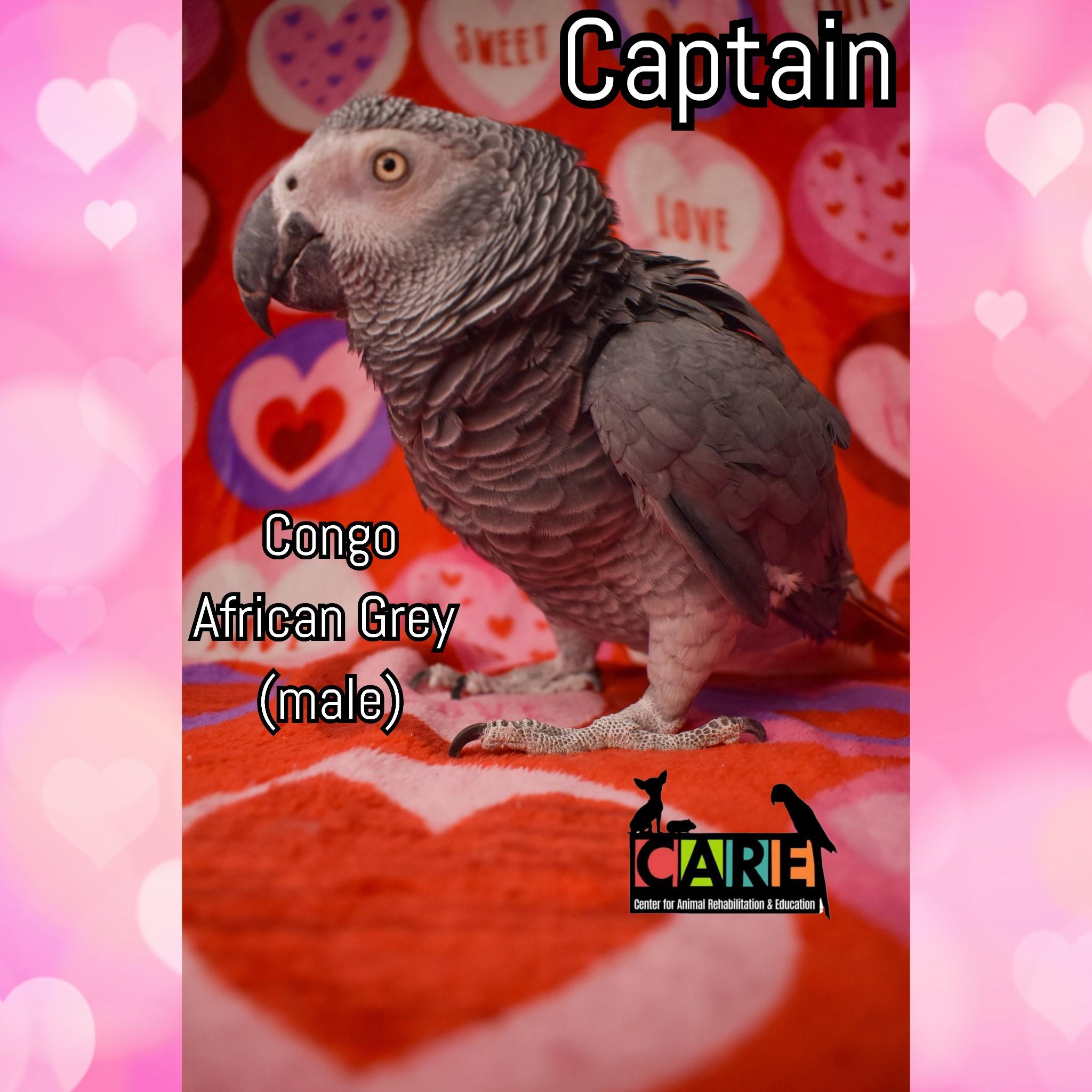 Enlarge Captain, a Adoptable African Grey in Waukesha, WI image 4/4