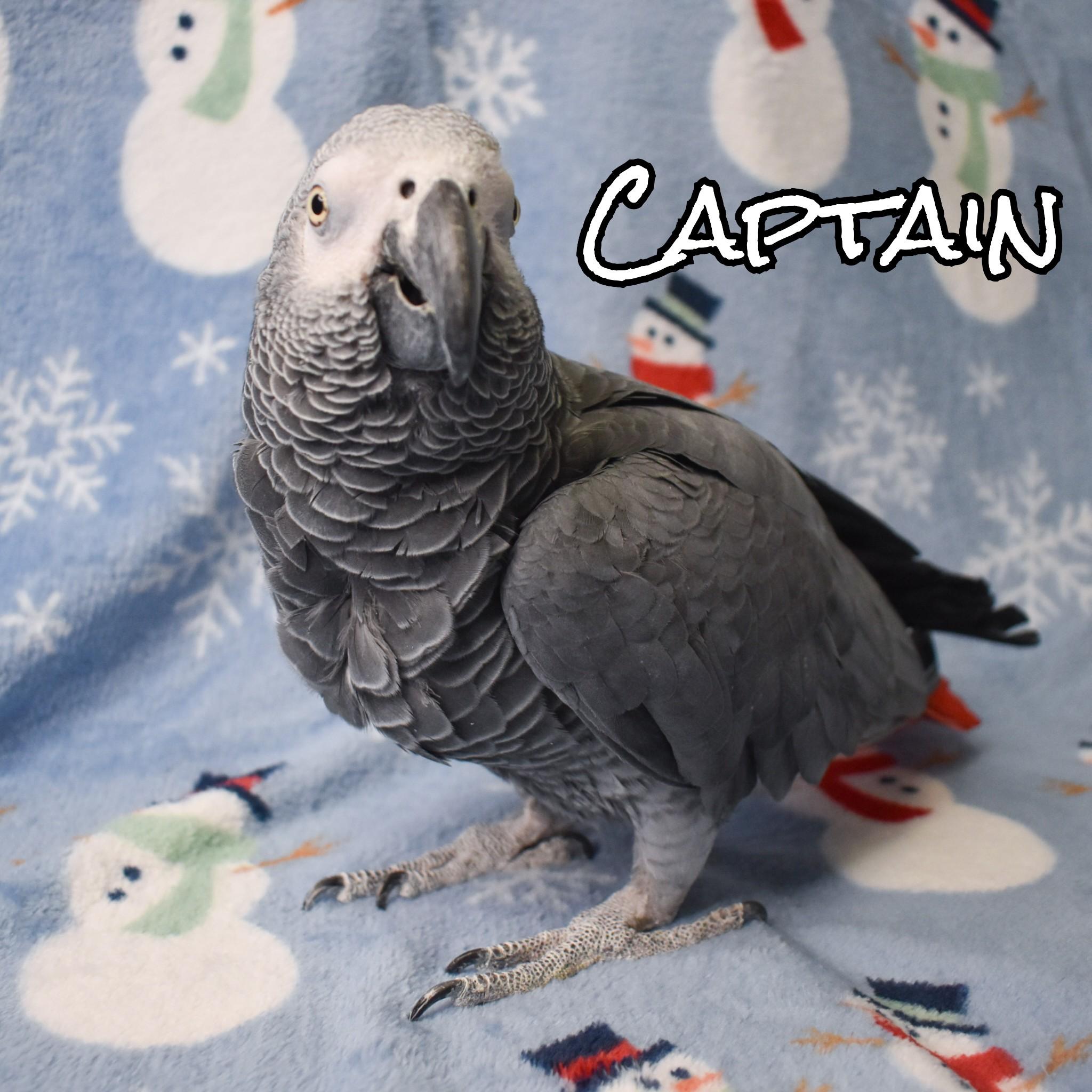 Enlarge Captain, a Adoptable African Grey in Waukesha, WI image 1/4