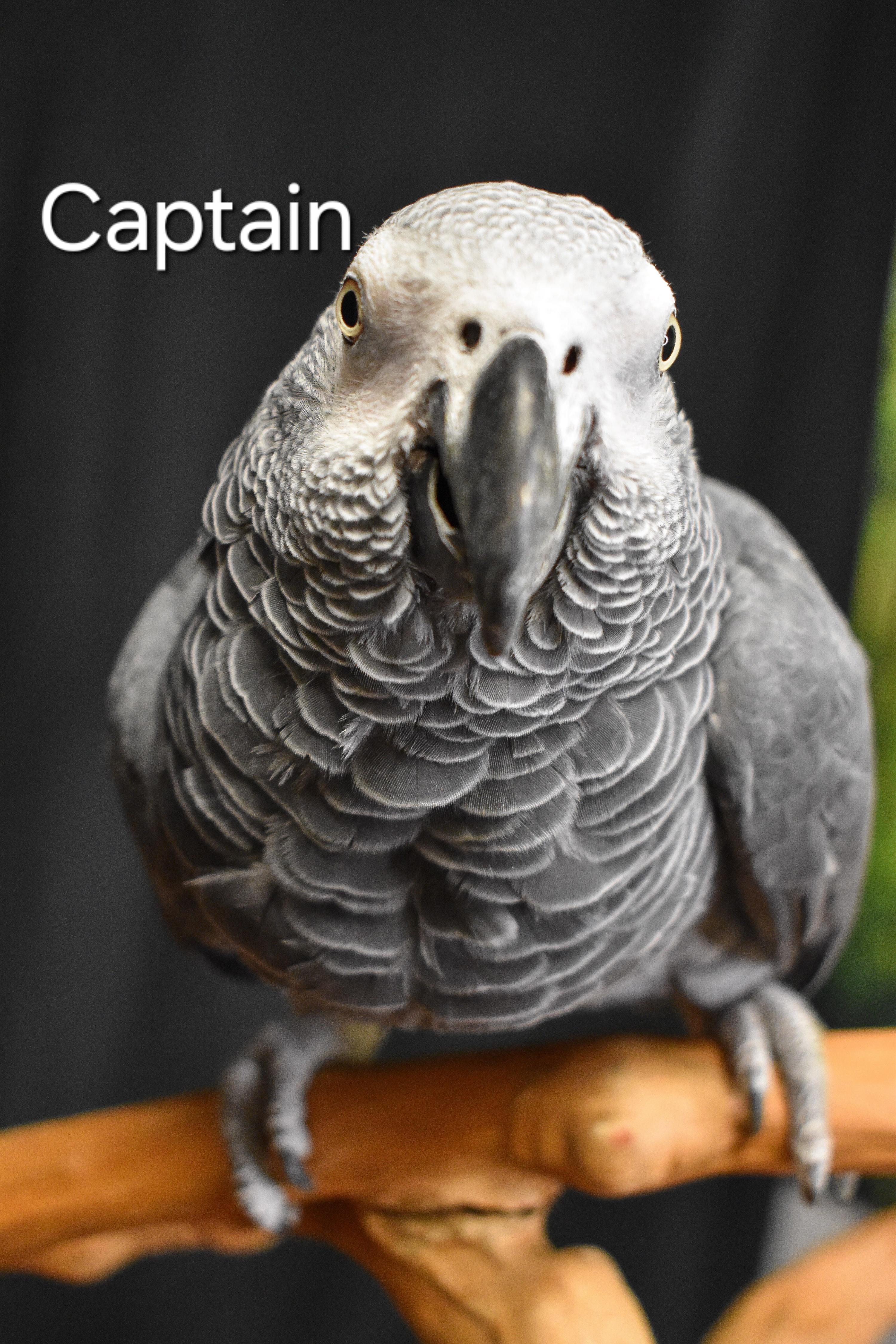 Captain, Adoptable, Adult Male African Grey.