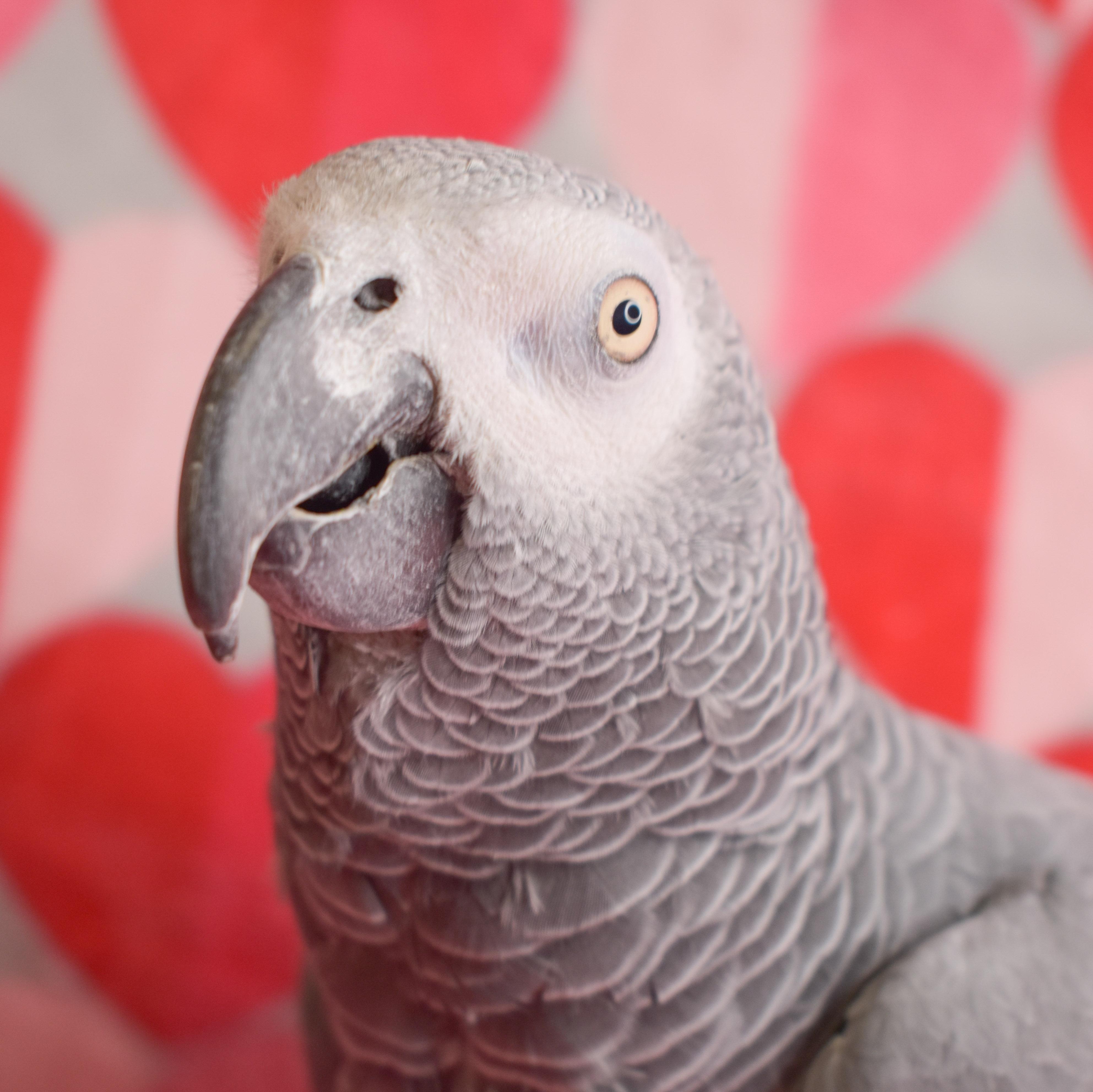 Captain, Adoptable, Adult Male African Grey.