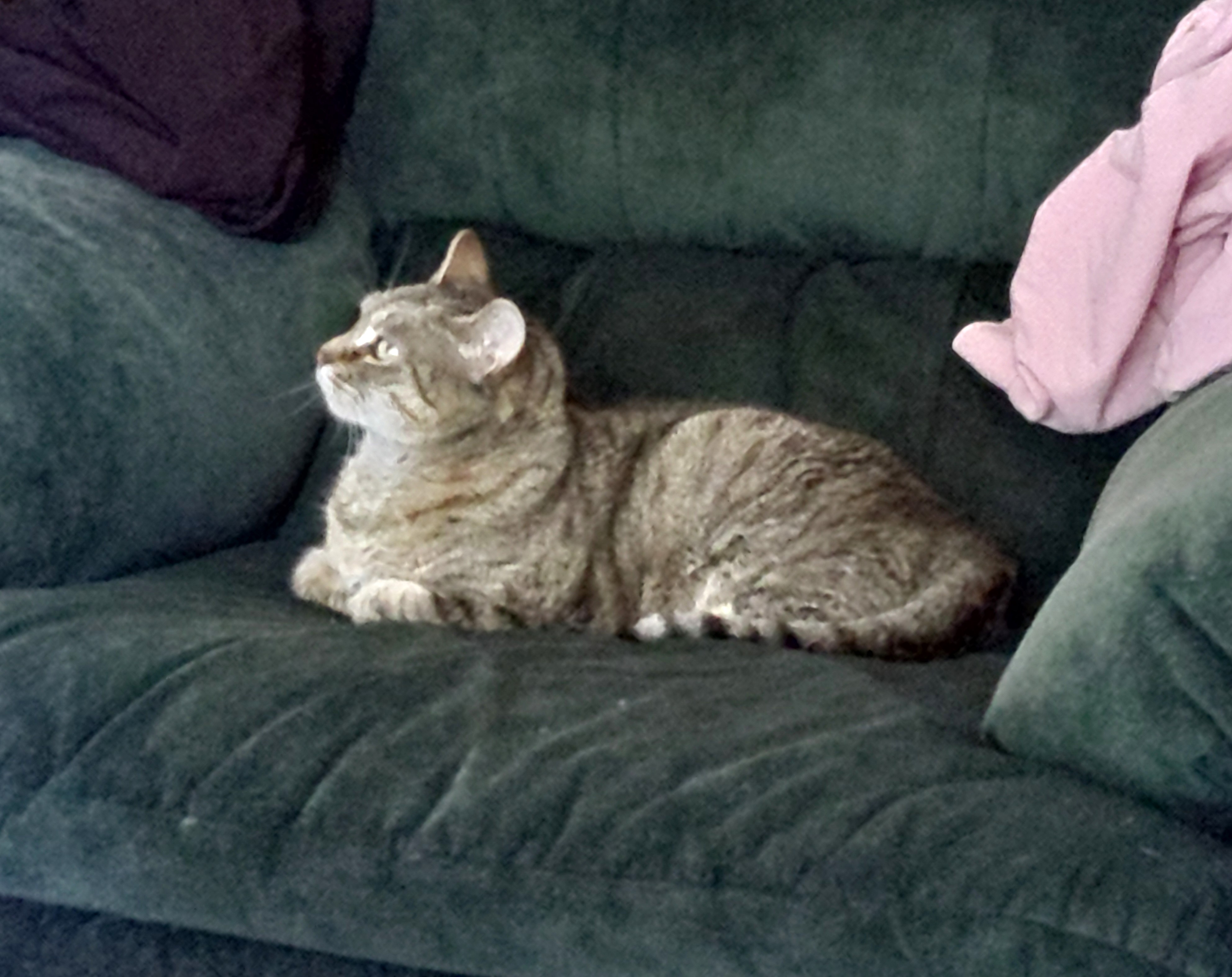 Enlarge Molly (CP), a Adoptable Domestic Short Hair in Boiling Springs, PA image 4/4