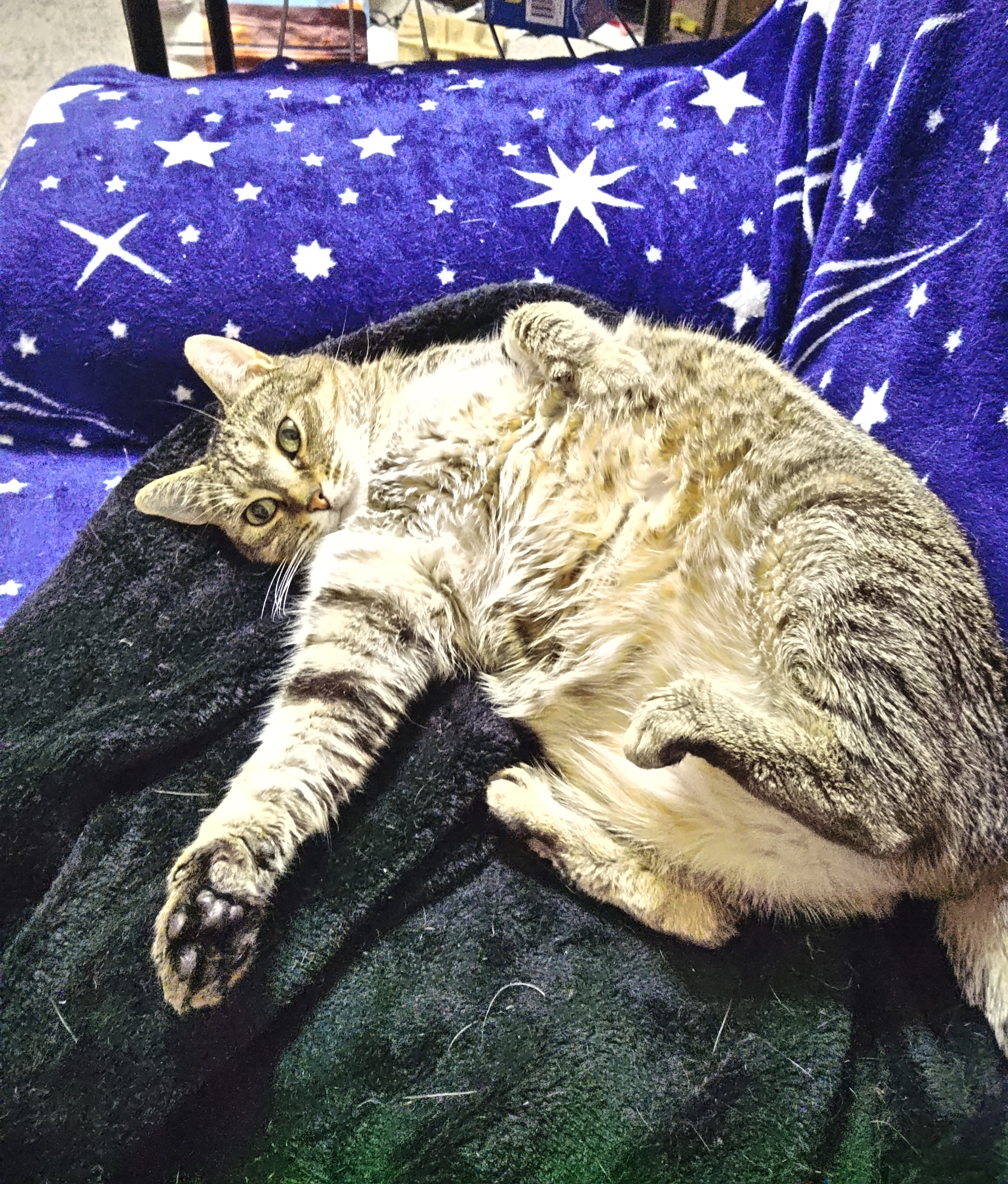 Enlarge Molly (CP), a Adoptable Domestic Short Hair in Boiling Springs, PA image 3/4