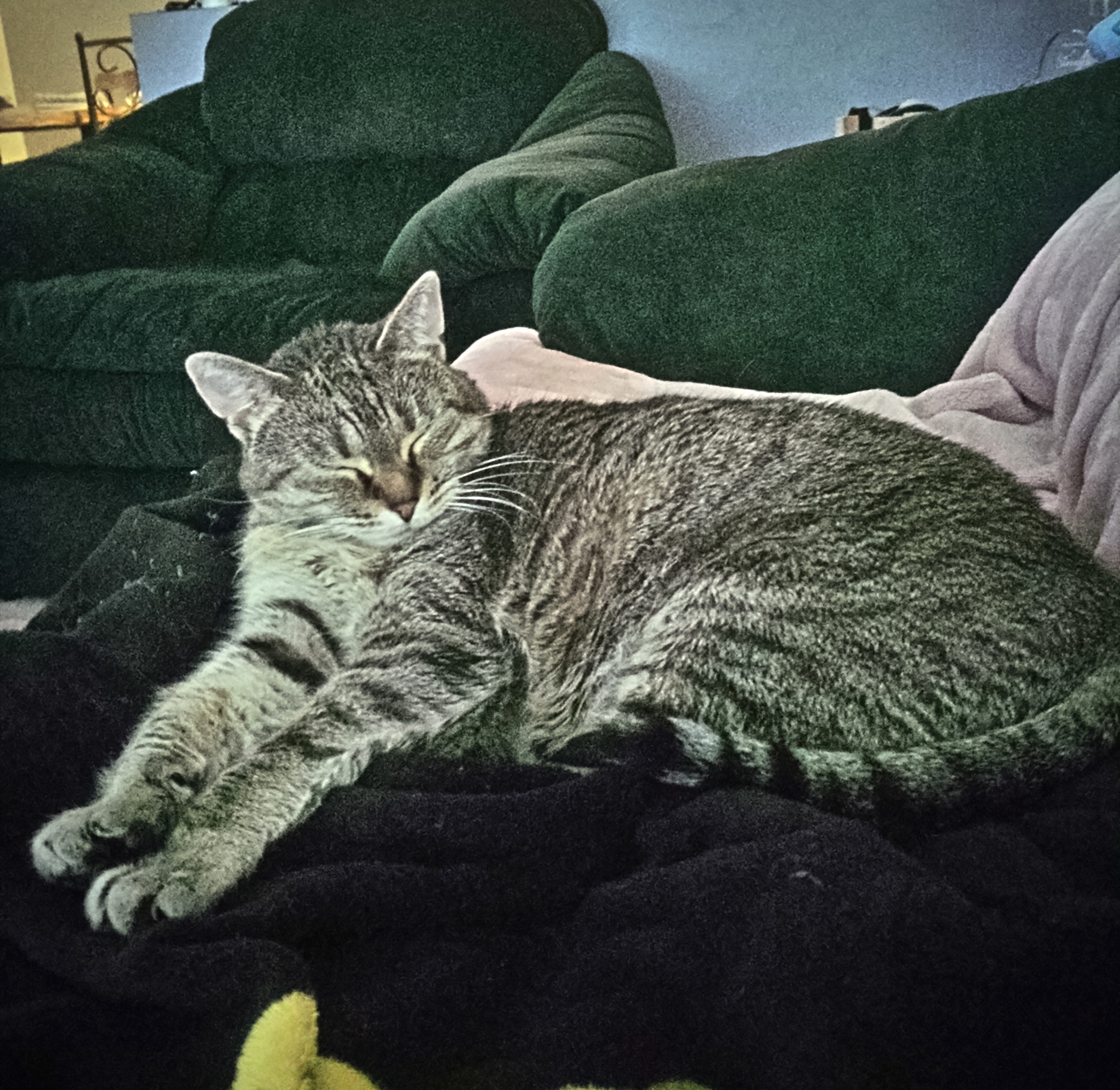 Enlarge Molly (CP), a Adoptable Domestic Short Hair in Boiling Springs, PA image 2/4