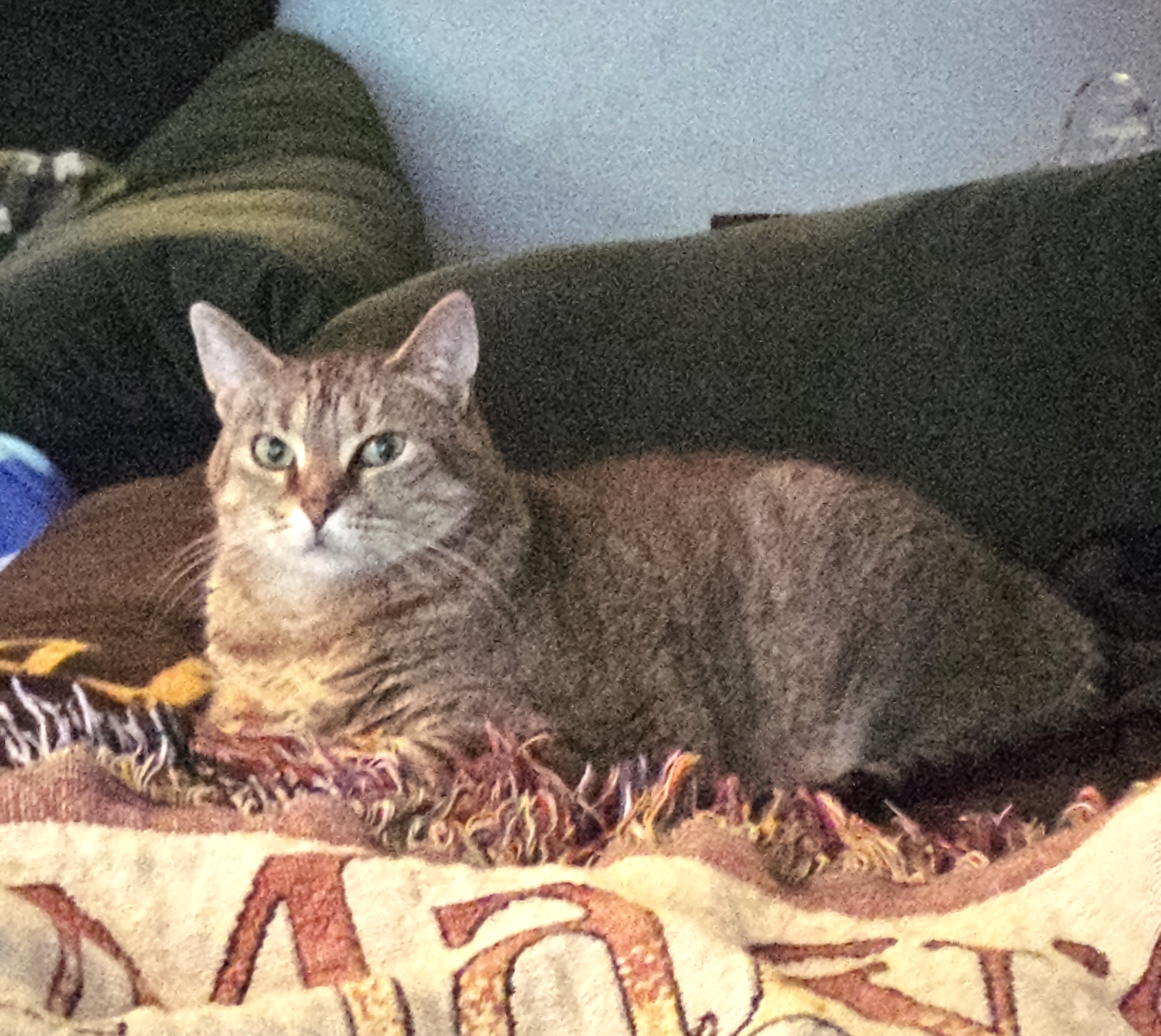 Molly (CP), Adoptable, Adult Female Domestic Short Hair.