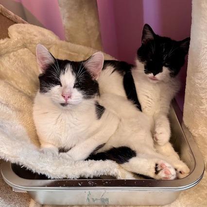 Patches — thumbnail 2