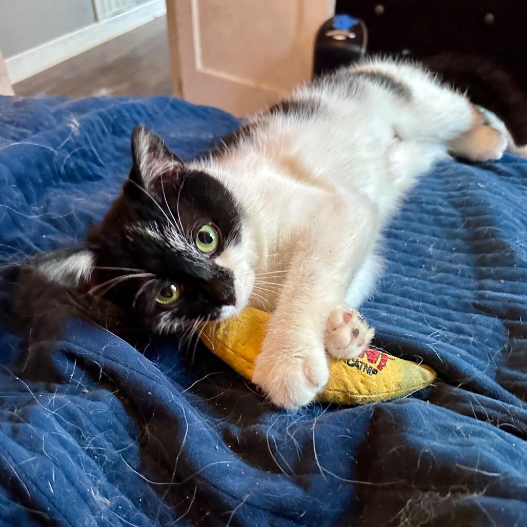 Patches — thumbnail 3