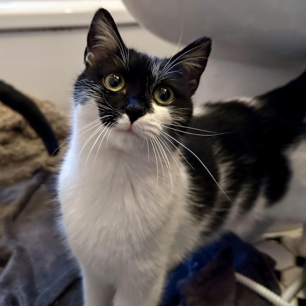 Patches — thumbnail 4