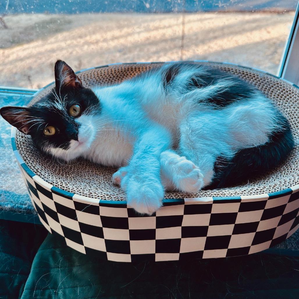 Patches — thumbnail 5