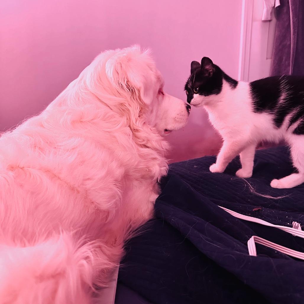 Patches — thumbnail 6