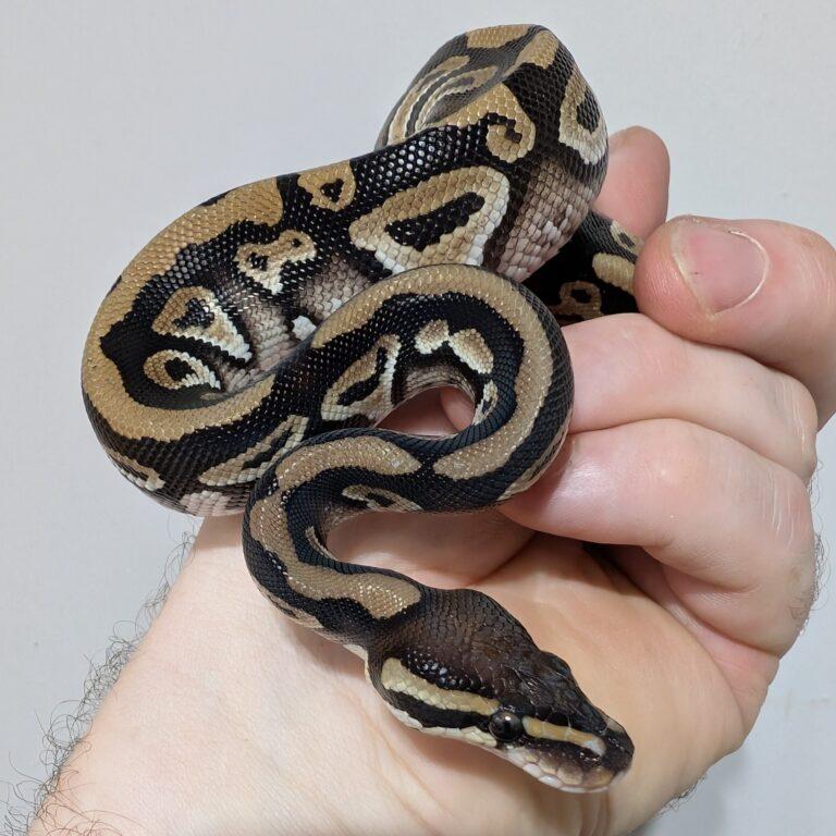 Tiny, Young Unknown unknown