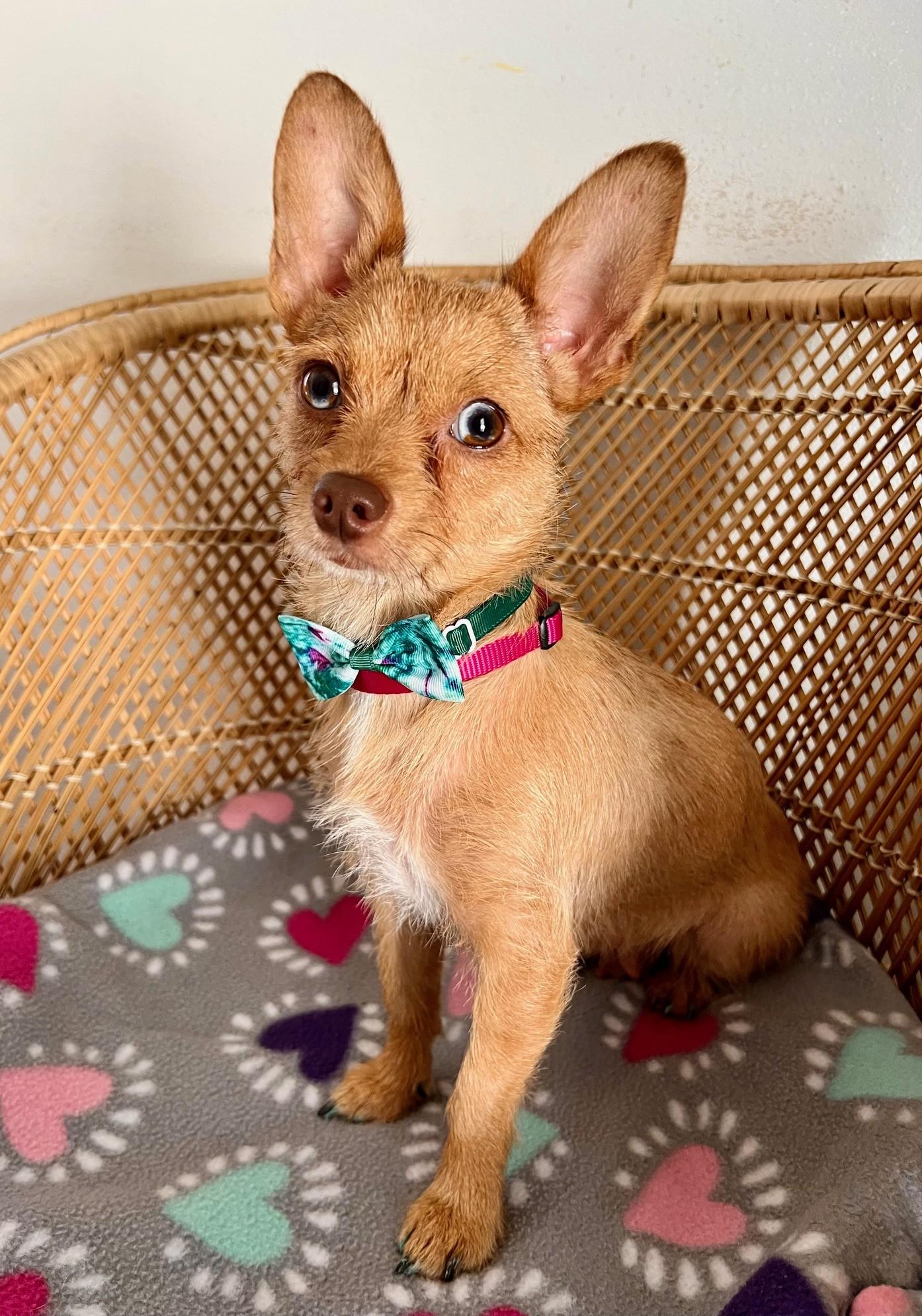 Dotti