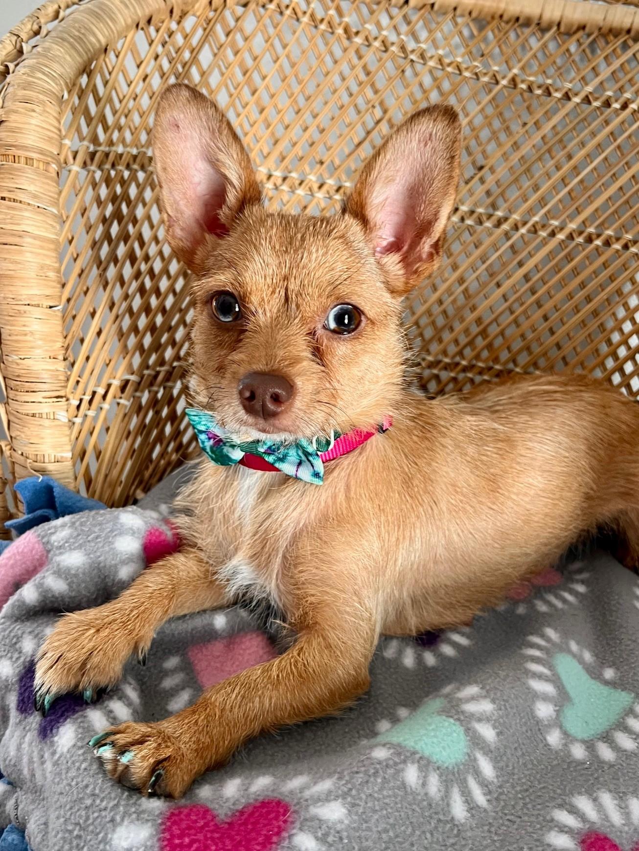 Dotti
