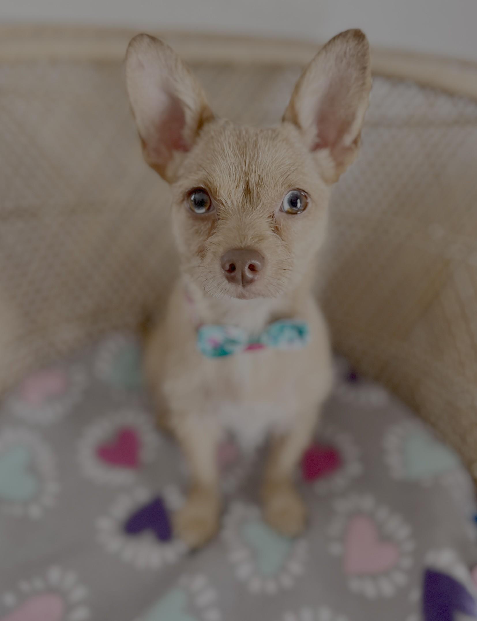 Dotti