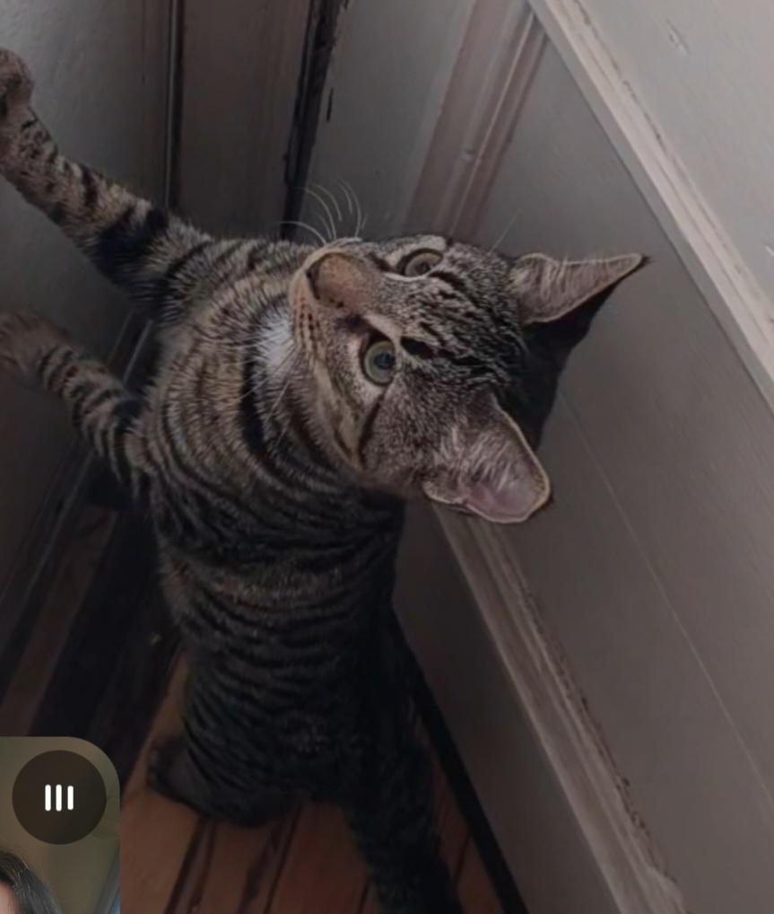 Enlarge Chance, a Adopted American Shorthair in Somerset, NJ image 1/2