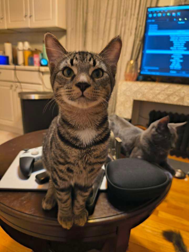 Enlarge Chance, a Adopted American Shorthair in Somerset, NJ image 2/2