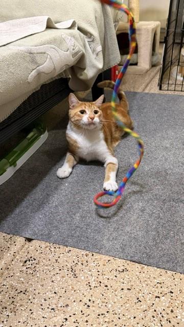 Thomas O'Malley, a ADOPTABLE mixed breed in Mesa, AZ image 4/6
