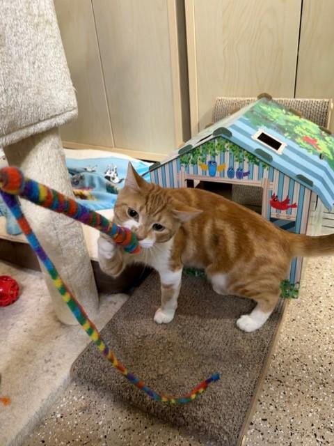 Thomas O'Malley, a ADOPTABLE mixed breed in Mesa, AZ image 3/6