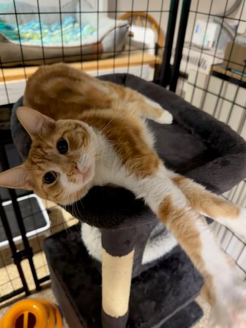 Thomas O'Malley, a ADOPTABLE mixed breed in Mesa, AZ image 5/6