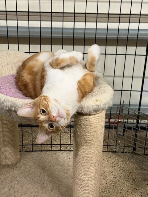 Thomas O'Malley, a ADOPTABLE mixed breed in Mesa, AZ image 1/6