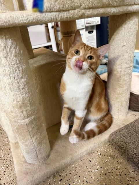 Thomas O'Malley, a ADOPTABLE mixed breed in Mesa, AZ image 6/6