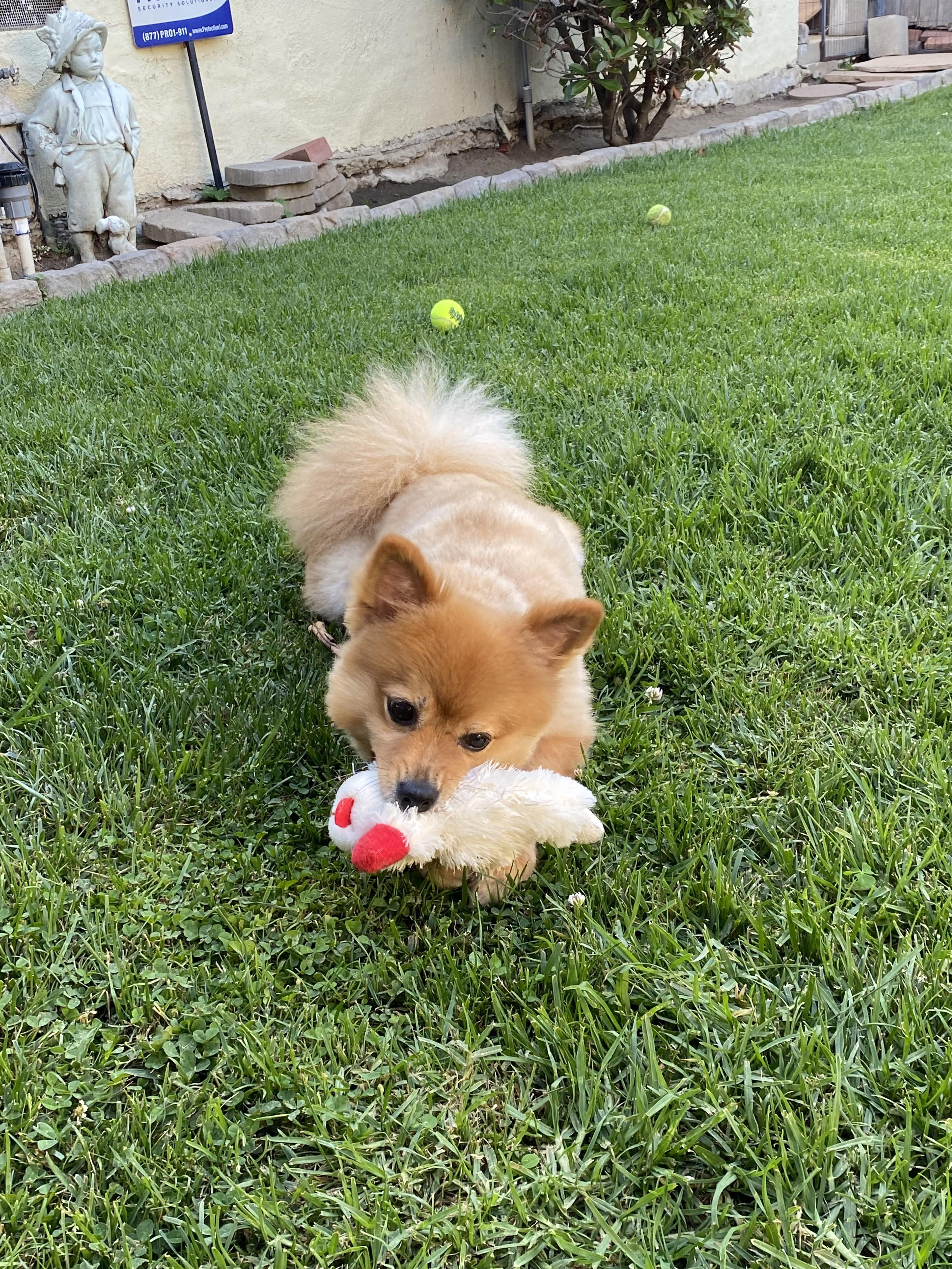 GINA