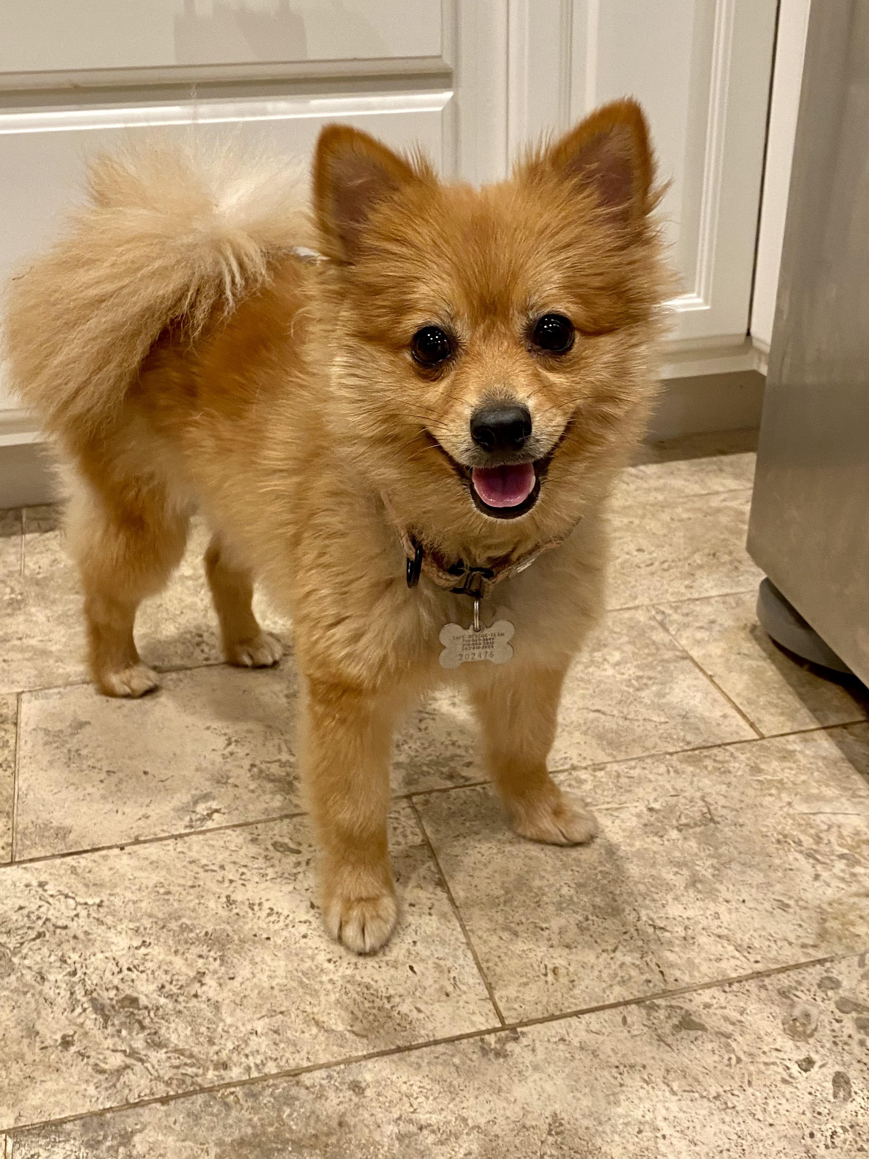 GINA