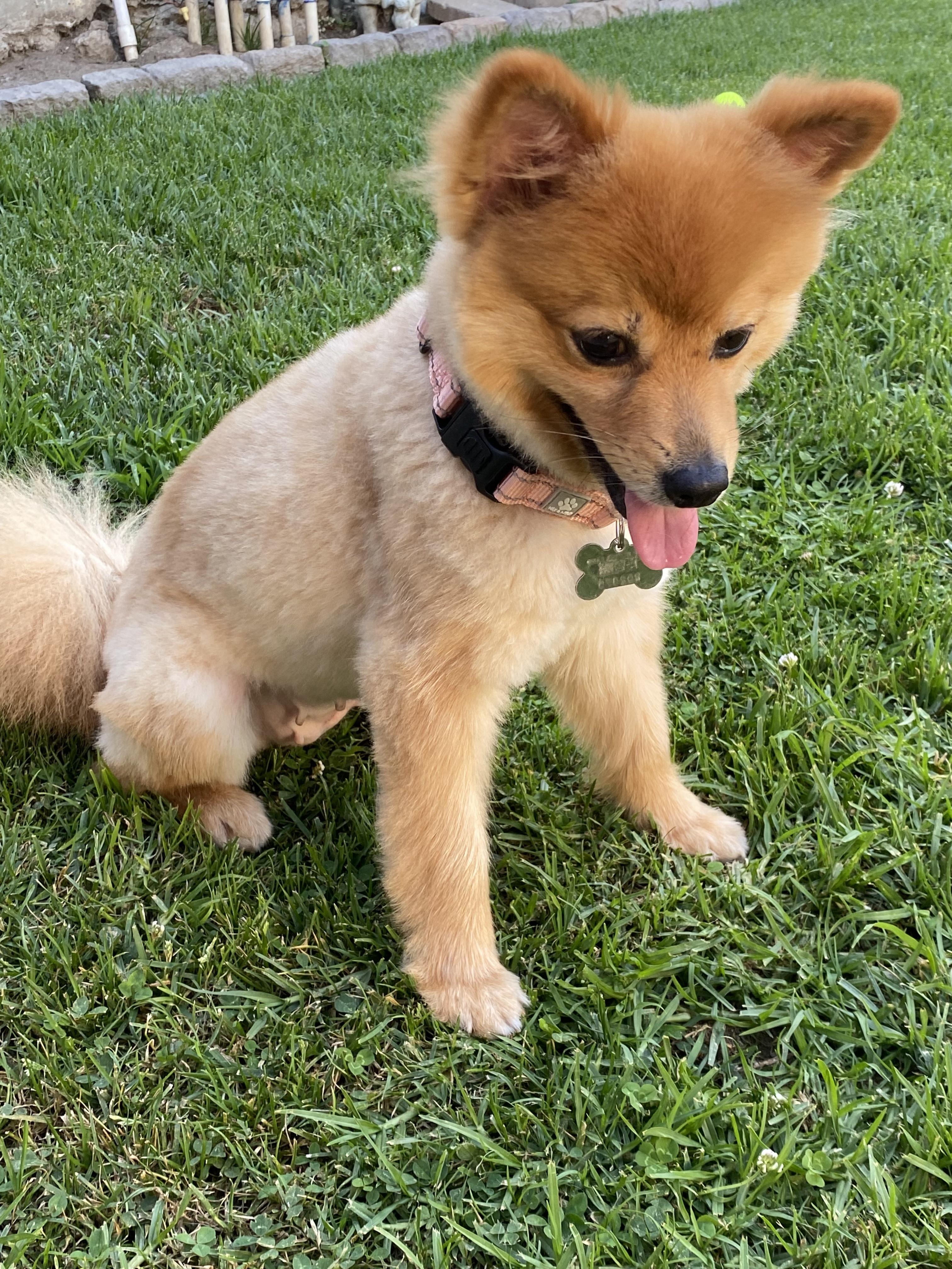 GINA