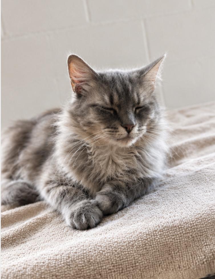 Enlarge Caccini, a Adoptable mixed breed in Orange, CA image 4/4