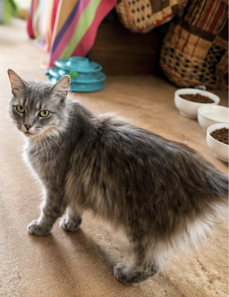 Enlarge Caccini, a Adoptable mixed breed in Orange, CA image 2/4
