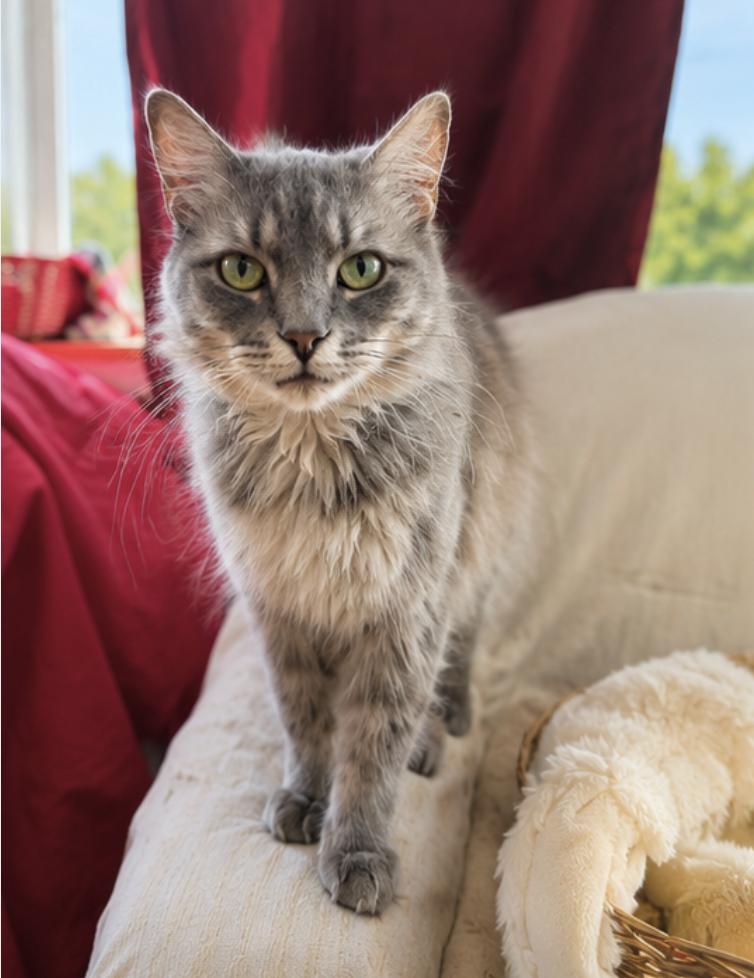 Enlarge Caccini, a Adoptable mixed breed in Orange, CA image 3/4